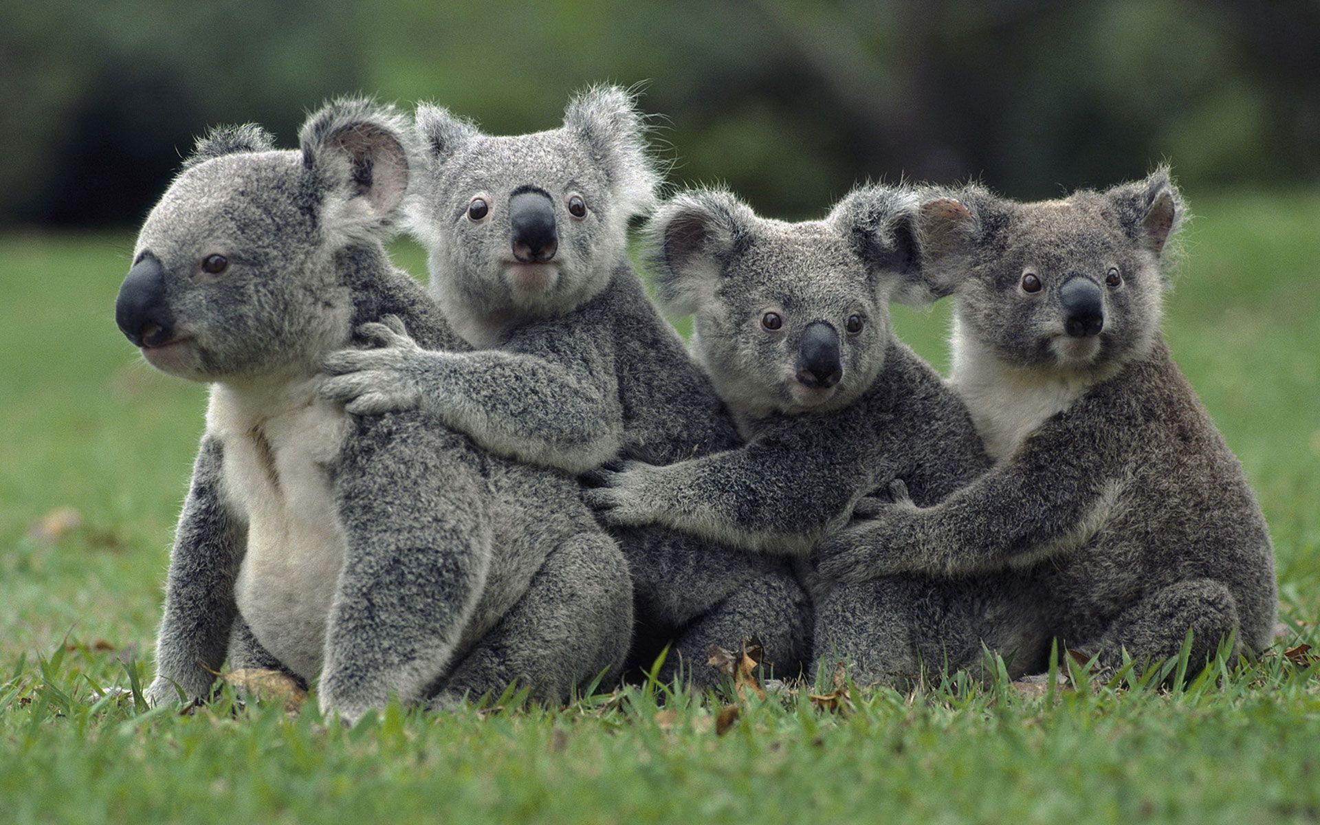 Gruppo di koala sull'erba, 1920x1200 WUXGA, Desktop
