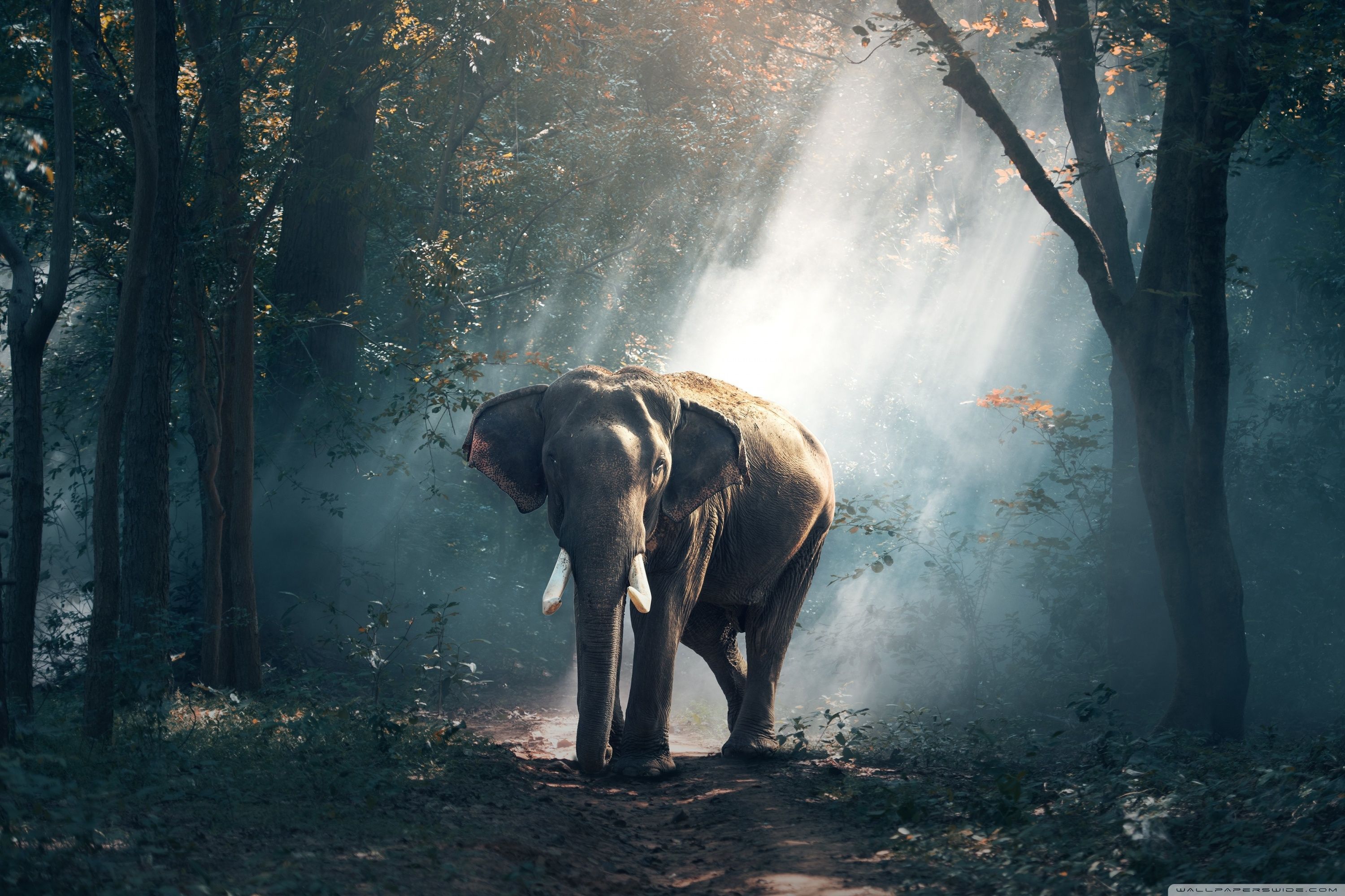 Elefante nella foresta nebbiosa, 3000x2000 2K+, PC