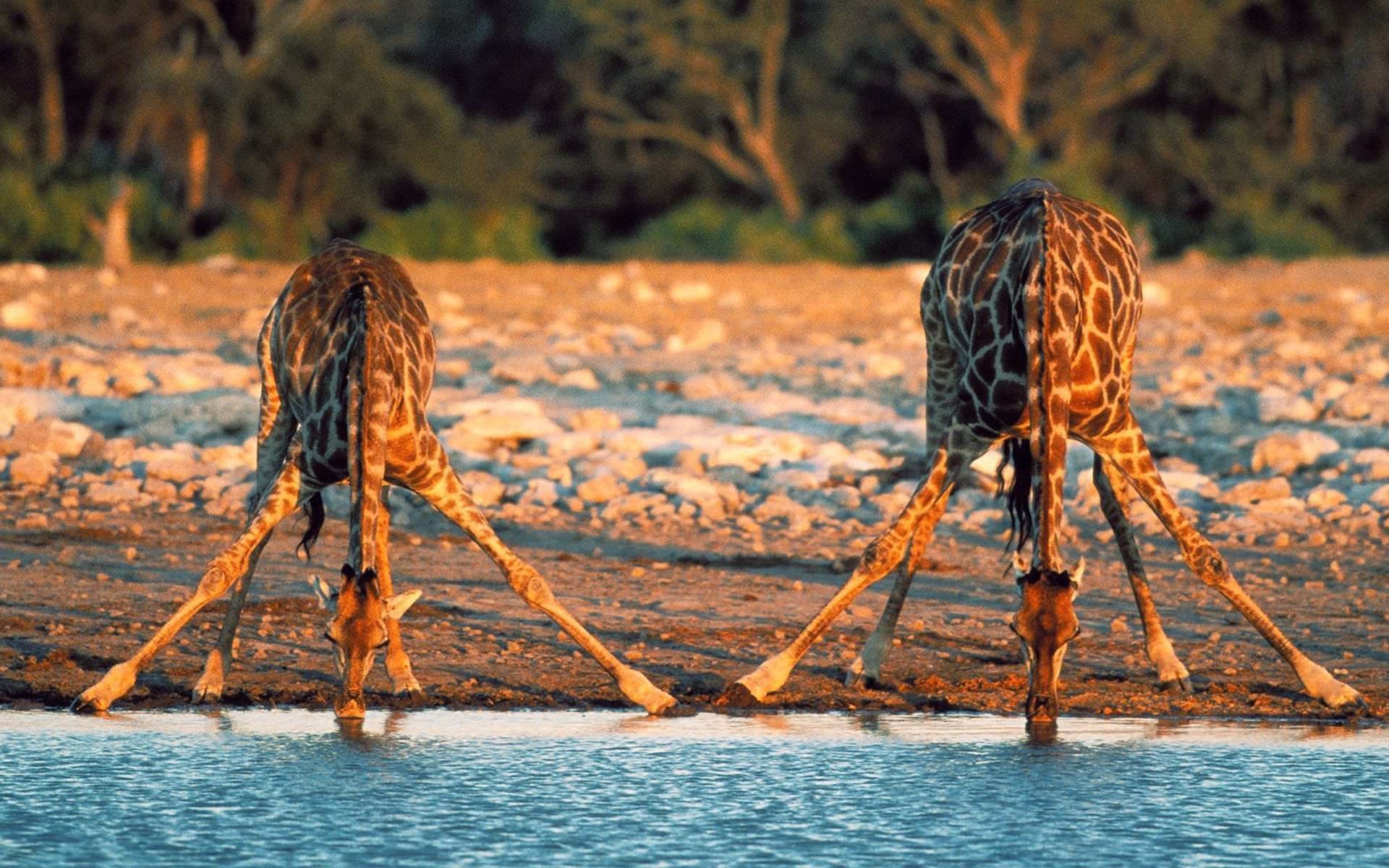 Giraffe che bevono acqua, 1920x1200 Full HD+, Desktop