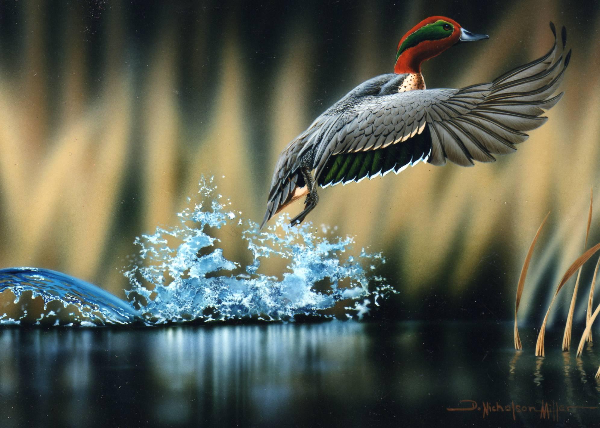 Anatra in volo su acqua, 1992x1422 Full HD+ WUXGA, PC Desktop