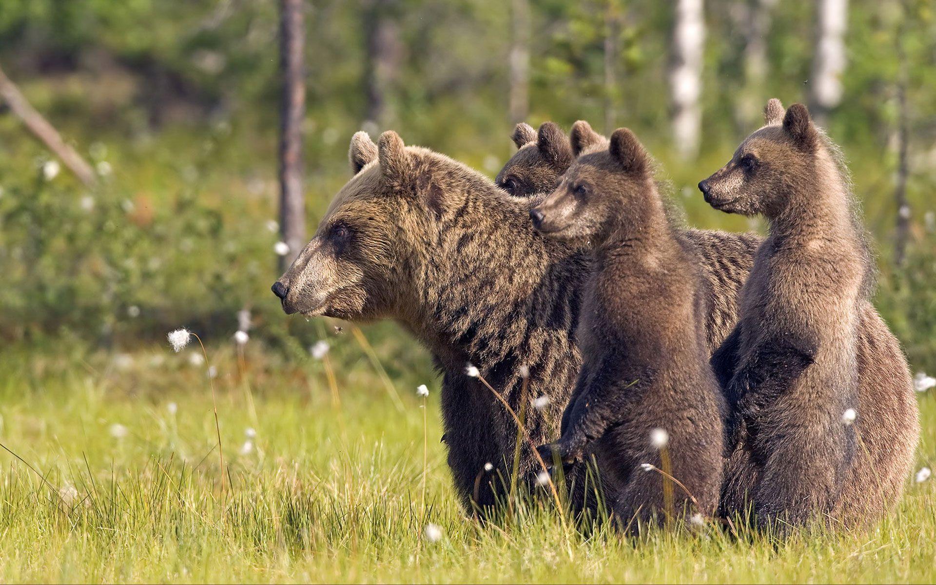 Orsa con due cuccioli, 1920x1200 Full HD+, PC