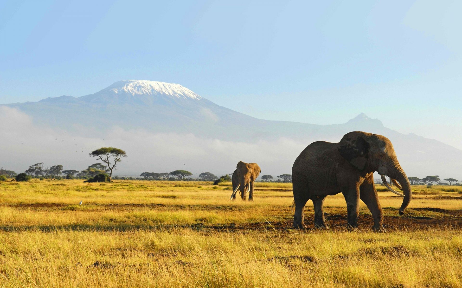 Elefanti savana Kilimangiaro, 1920x1200 WUXGA, Desktop