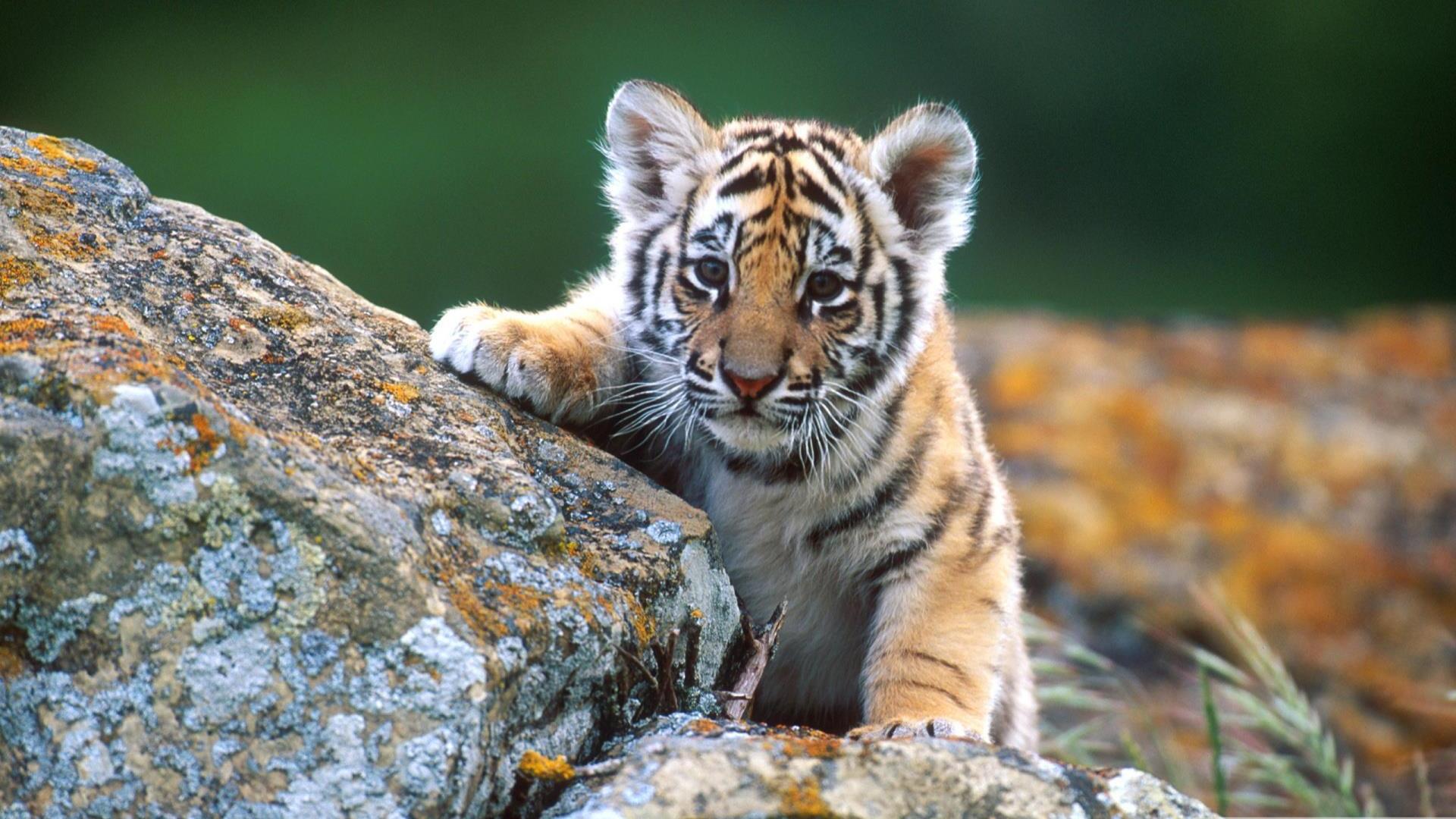 Cucciolo di tigre su roccia, 1920x1080 Full HD 1080p, Laptop