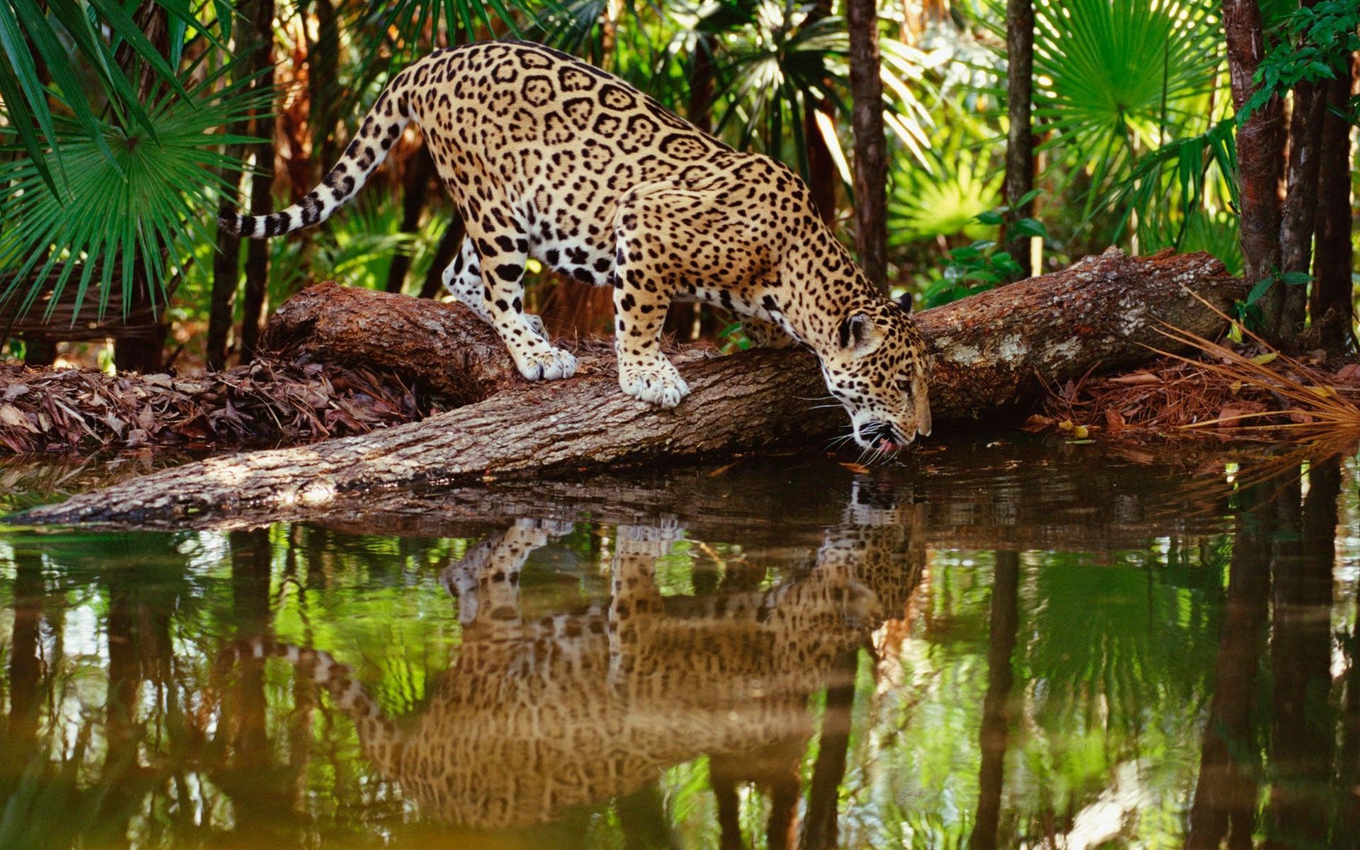 Giaguaro che beve acqua, 1920x1200 Full HD+, Desktop