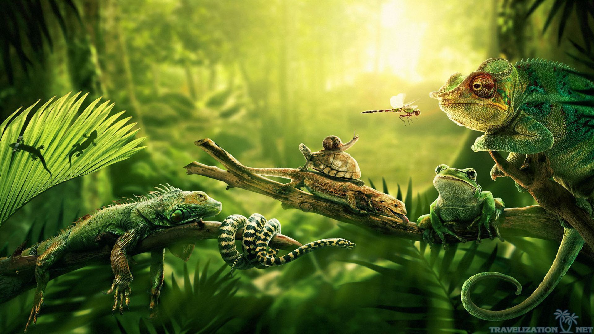 Foresta pluviale con rane e camaleonte, 1920x1080 1080p, PC Desktop