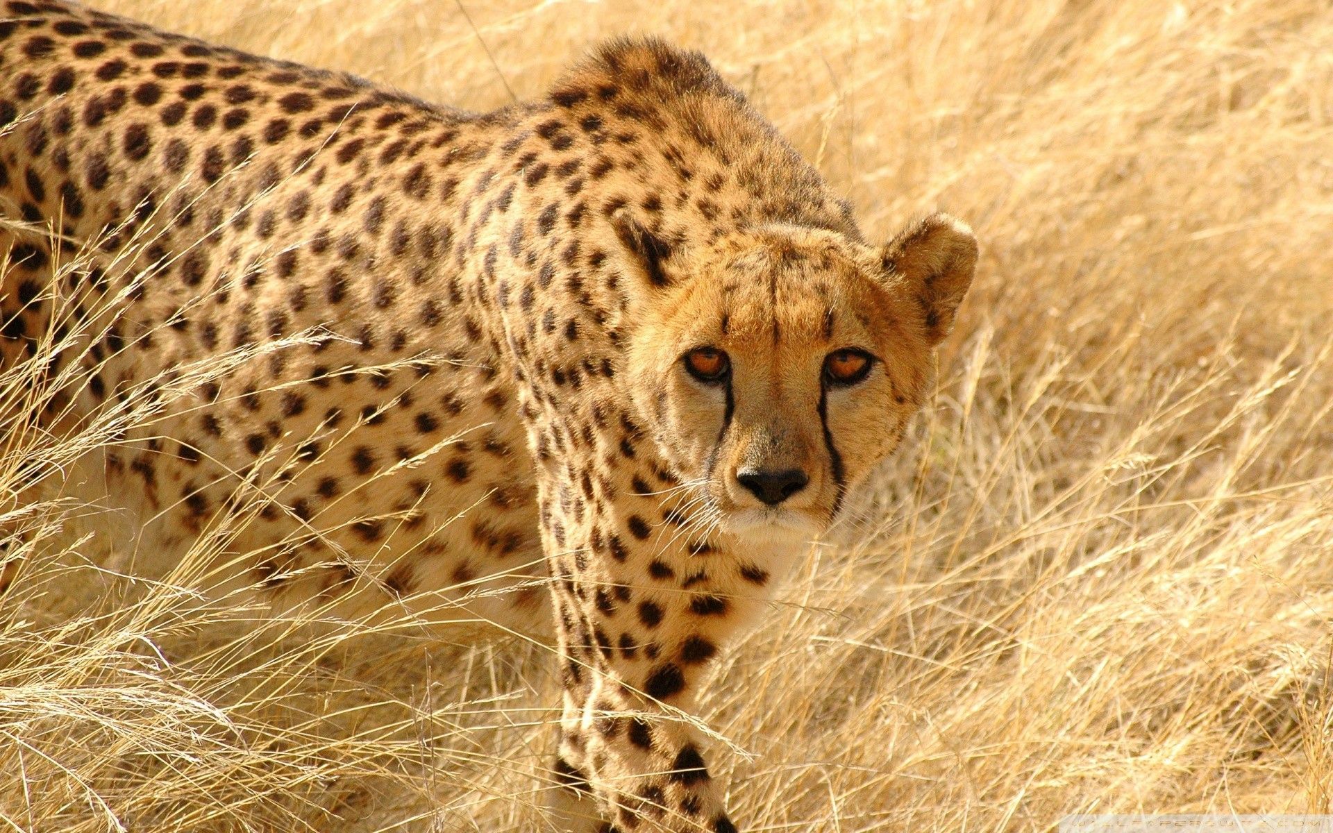 Ghepardo nella savana, 1920x1200 Full HD+ WUXGA, Desktop