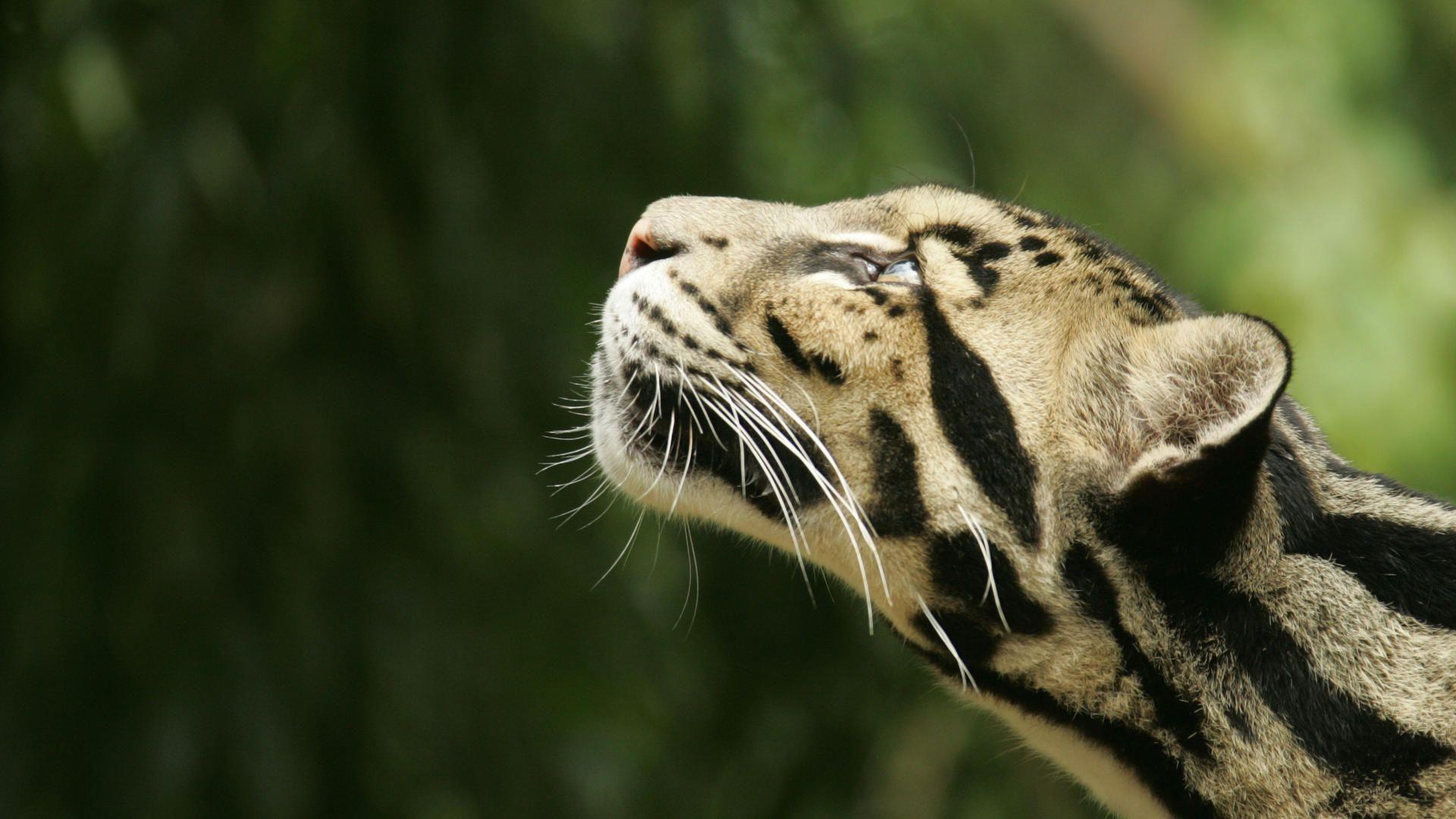 Leopardo nebuloso profilo, 1920x1080 1080p, PC Desktop