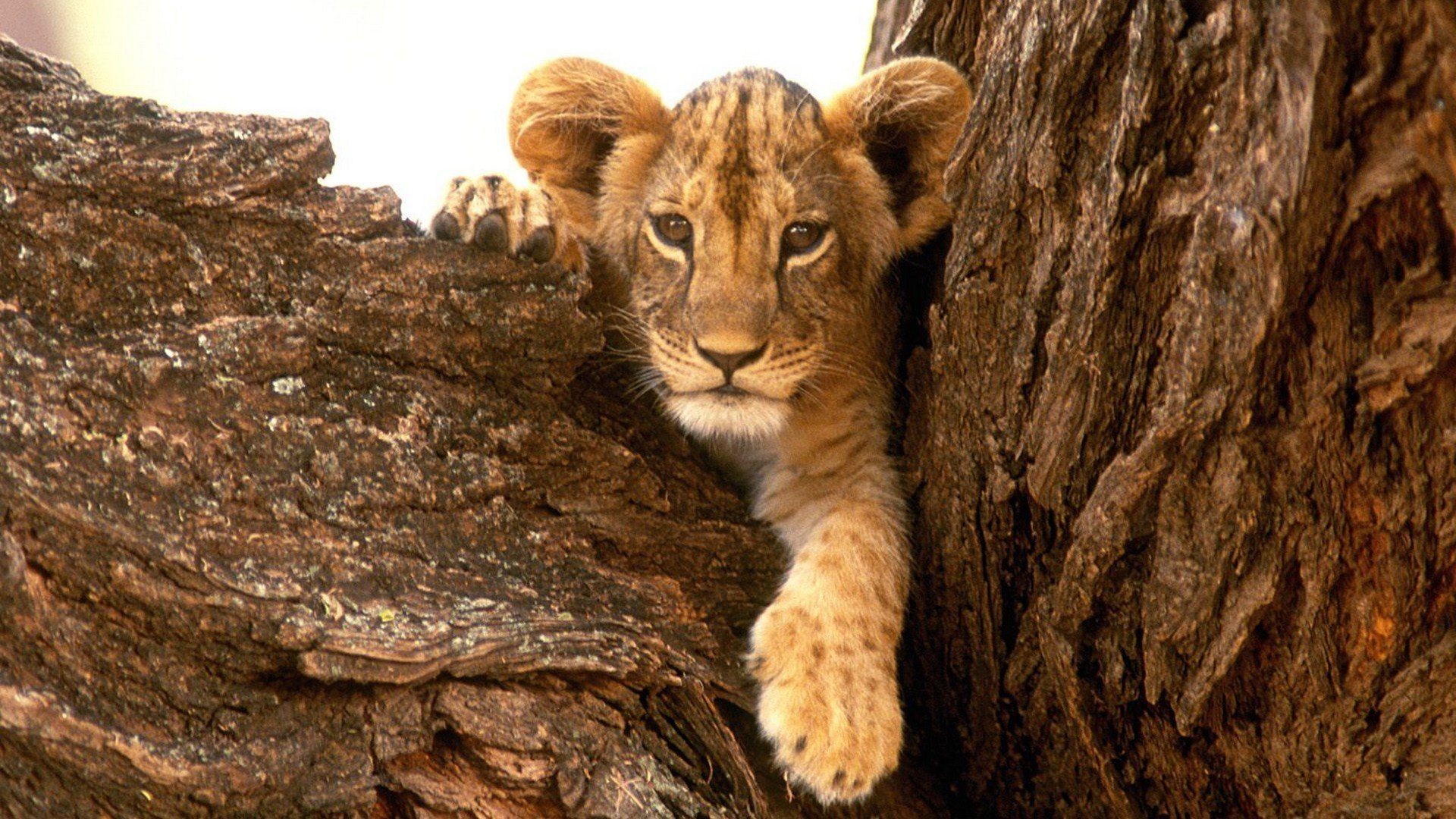 Cucciolo di leone tra tronchi, 1920x1080 Full HD, Laptop