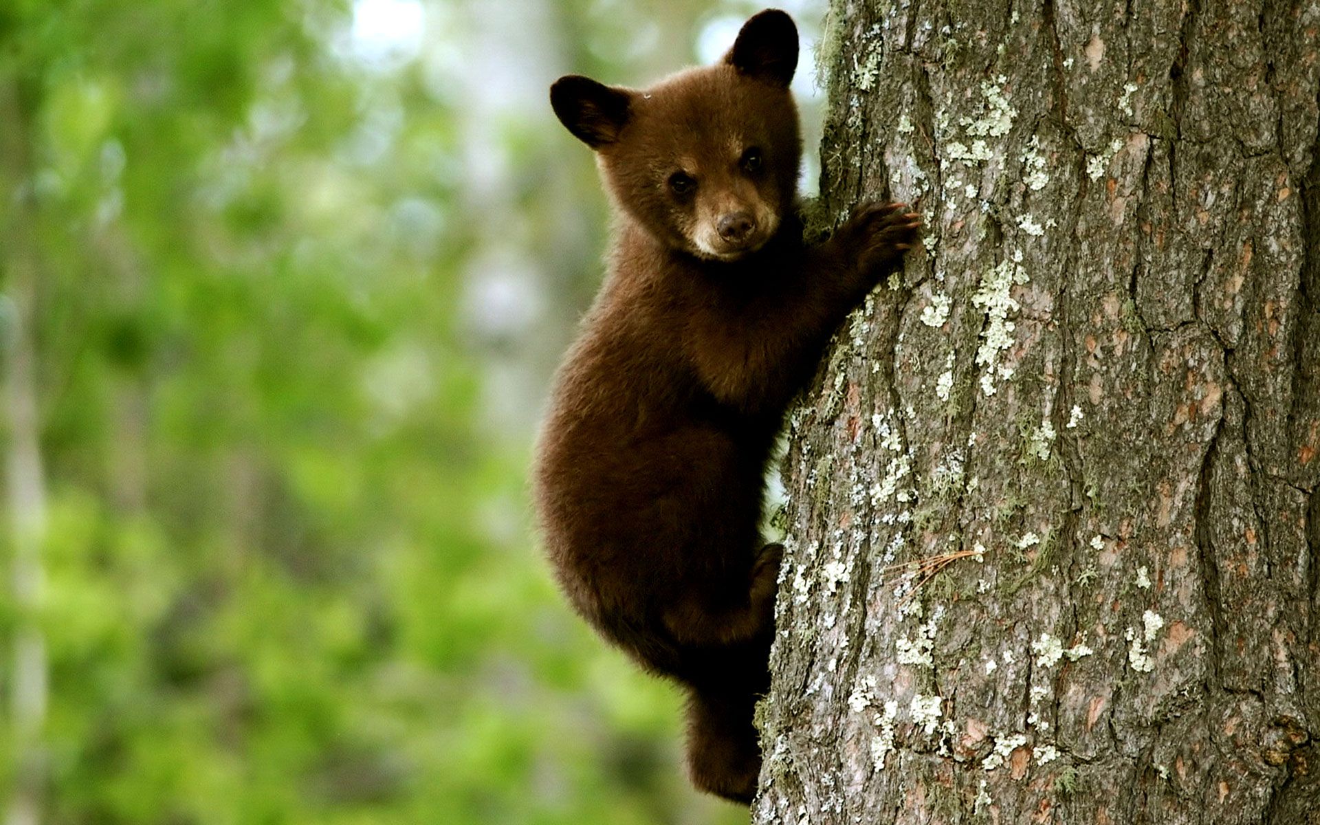 Cucciolo orso nero su albero, 1920x1200 Full HD+, PC Desktop