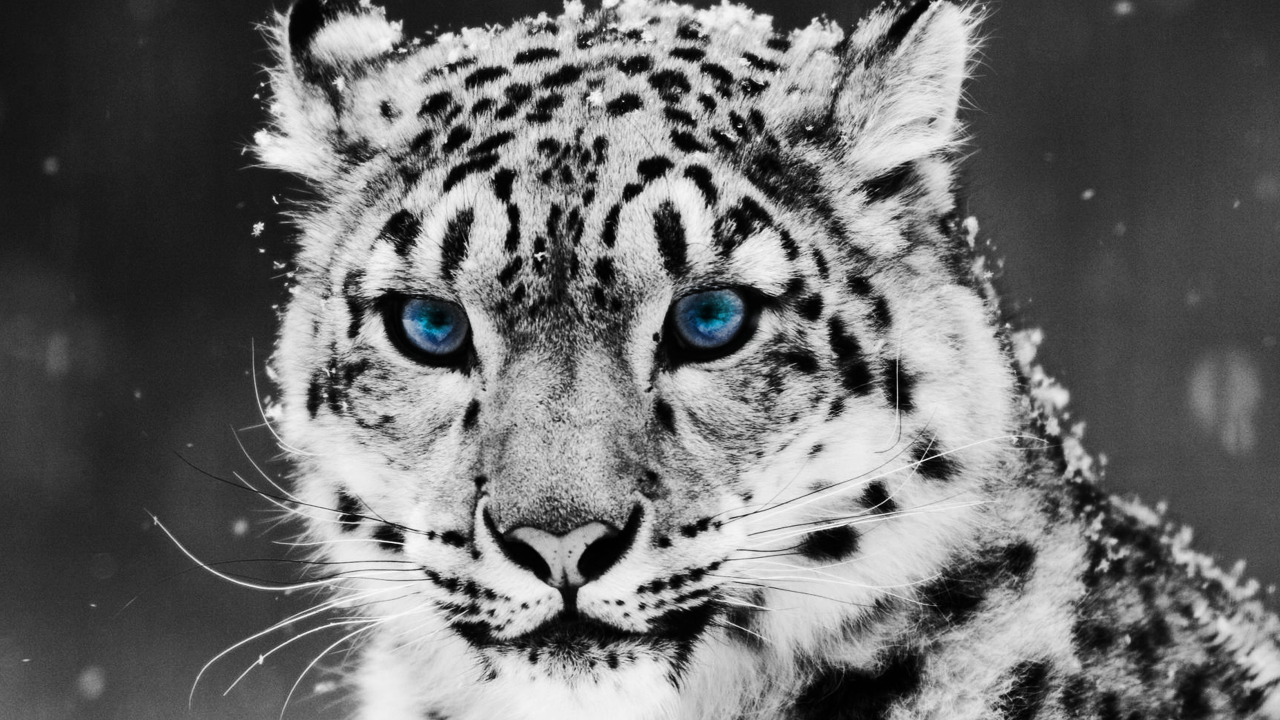Leopardo delle nevi occhi azzurri, 1280x720 720p, Laptop