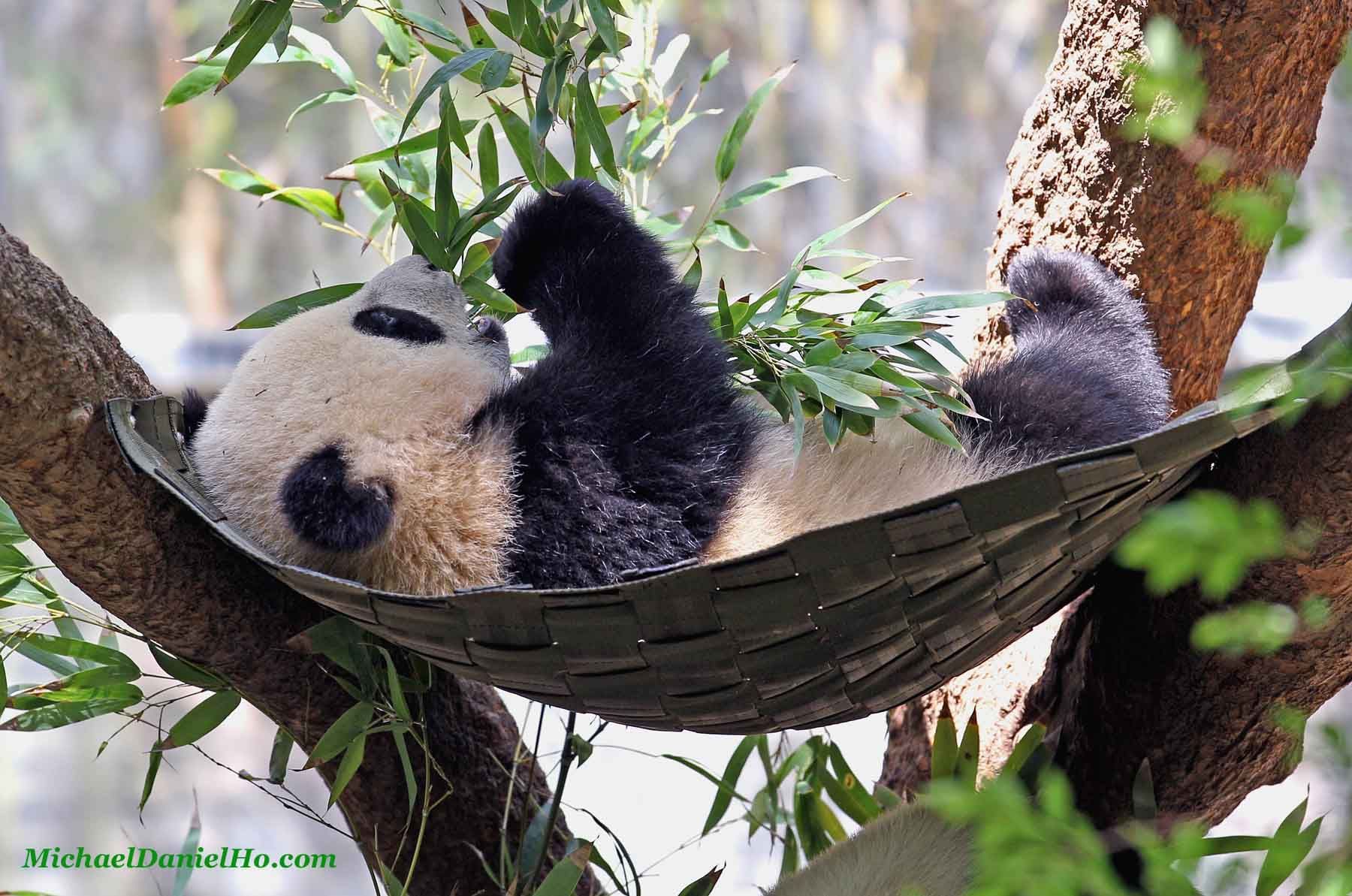 Panda che dorme in amaca, 1800x1193 HD, PC