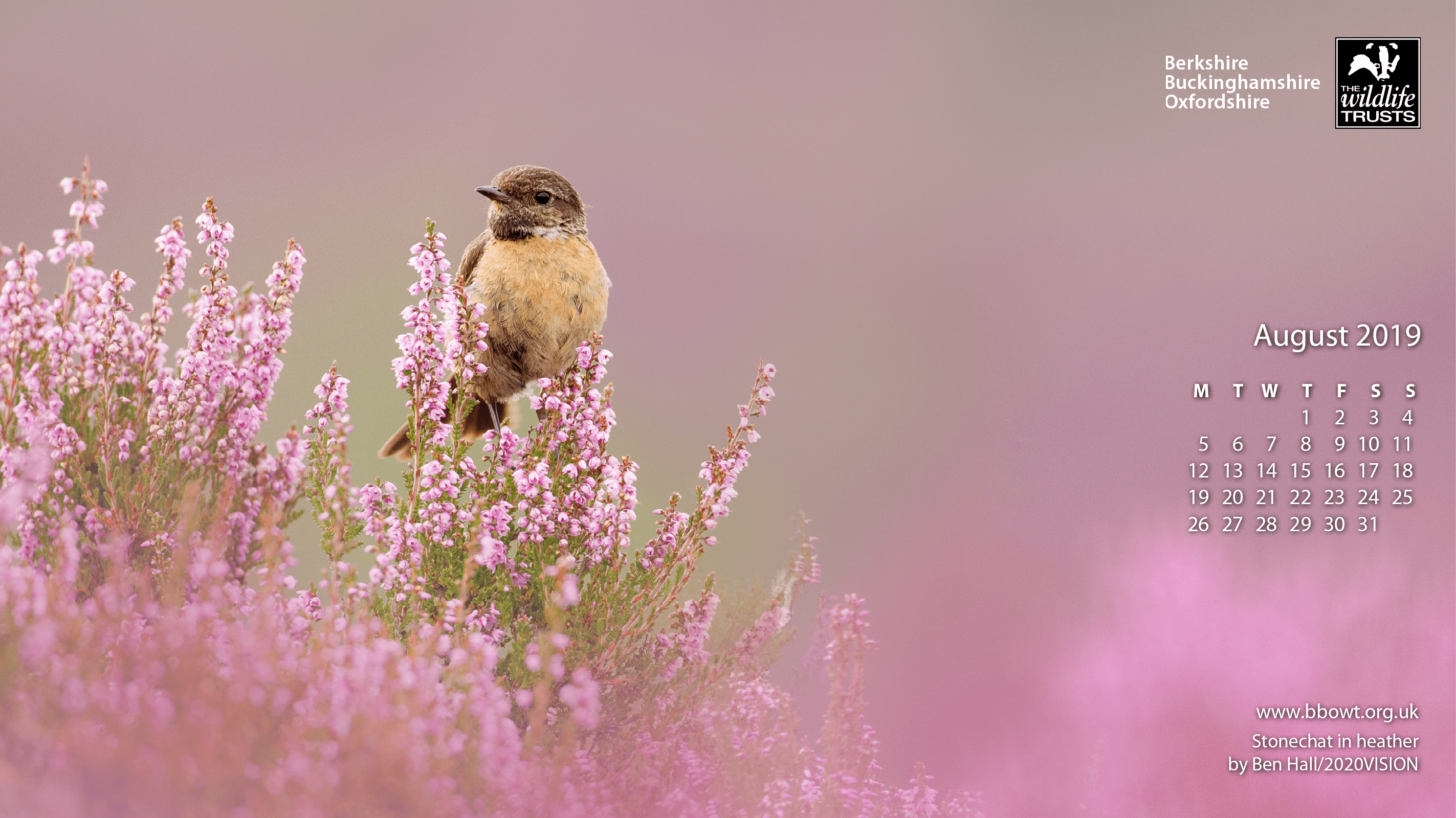 Uccello su fiori rosa, 2846x1600 2K+, Desktop