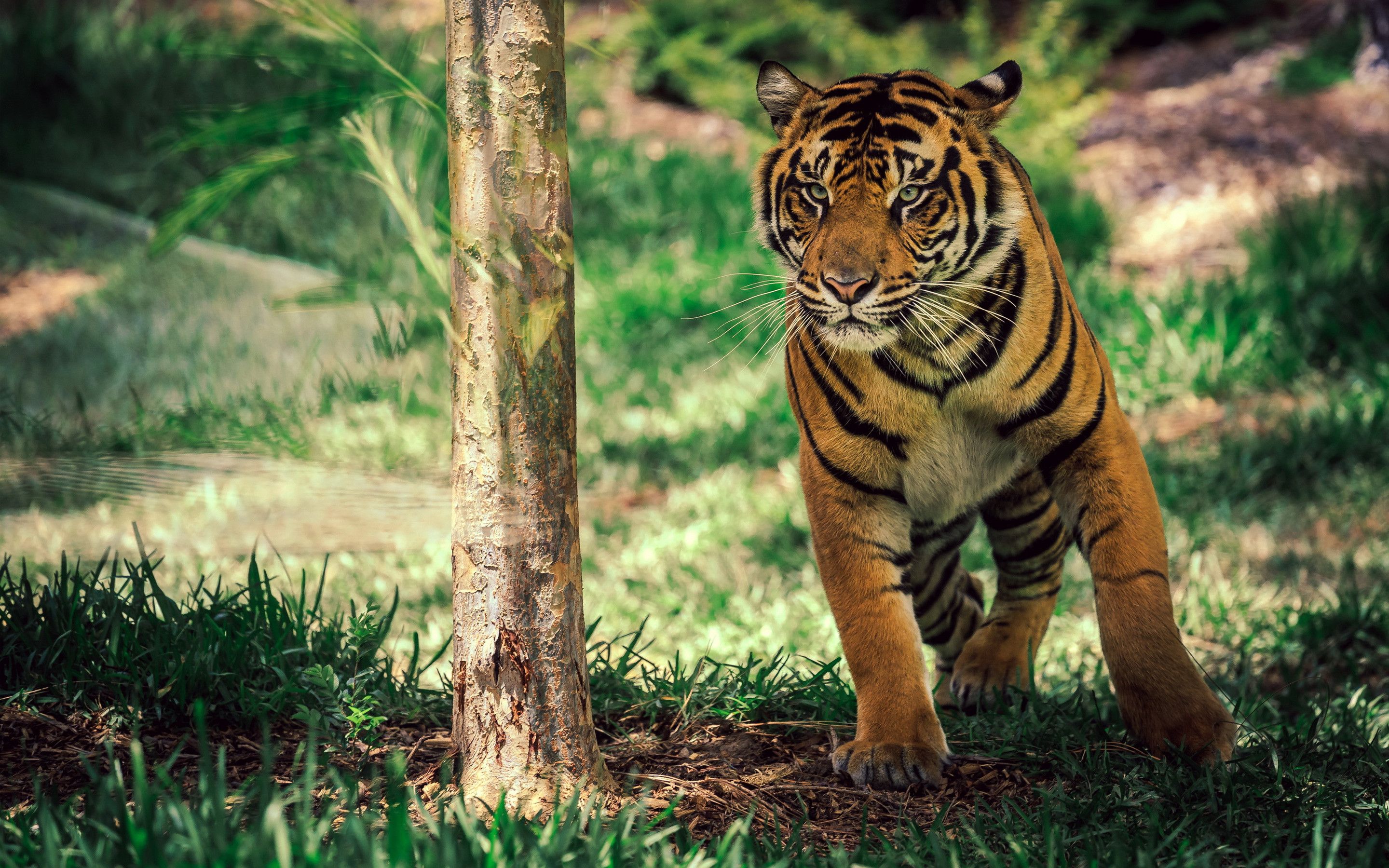 Tigre nella foresta, 2880x1800 2K, Desktop