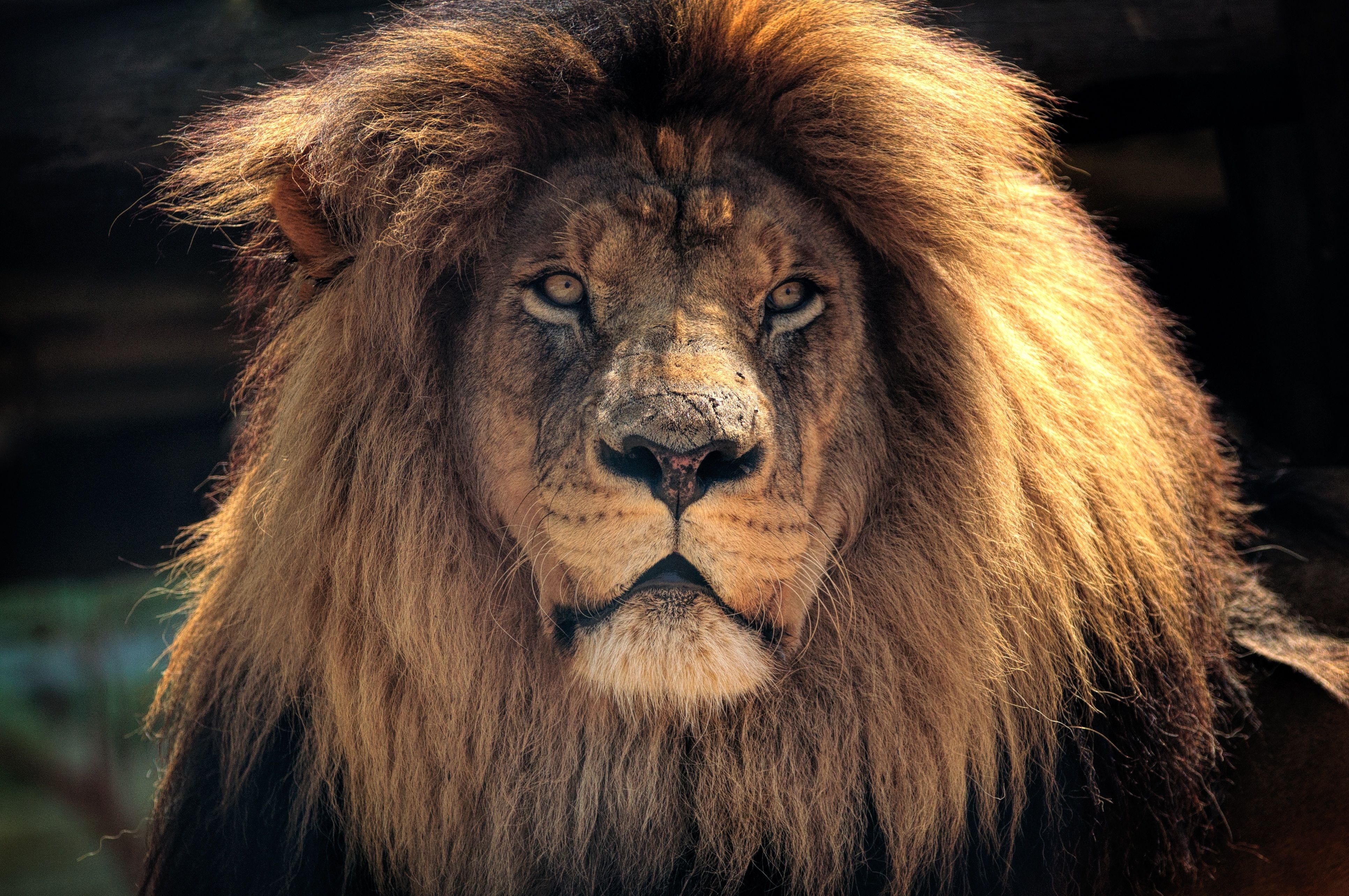 Leone maschio criniera dorata, 3865x2567 4K Ultra HD, Monitor 4K