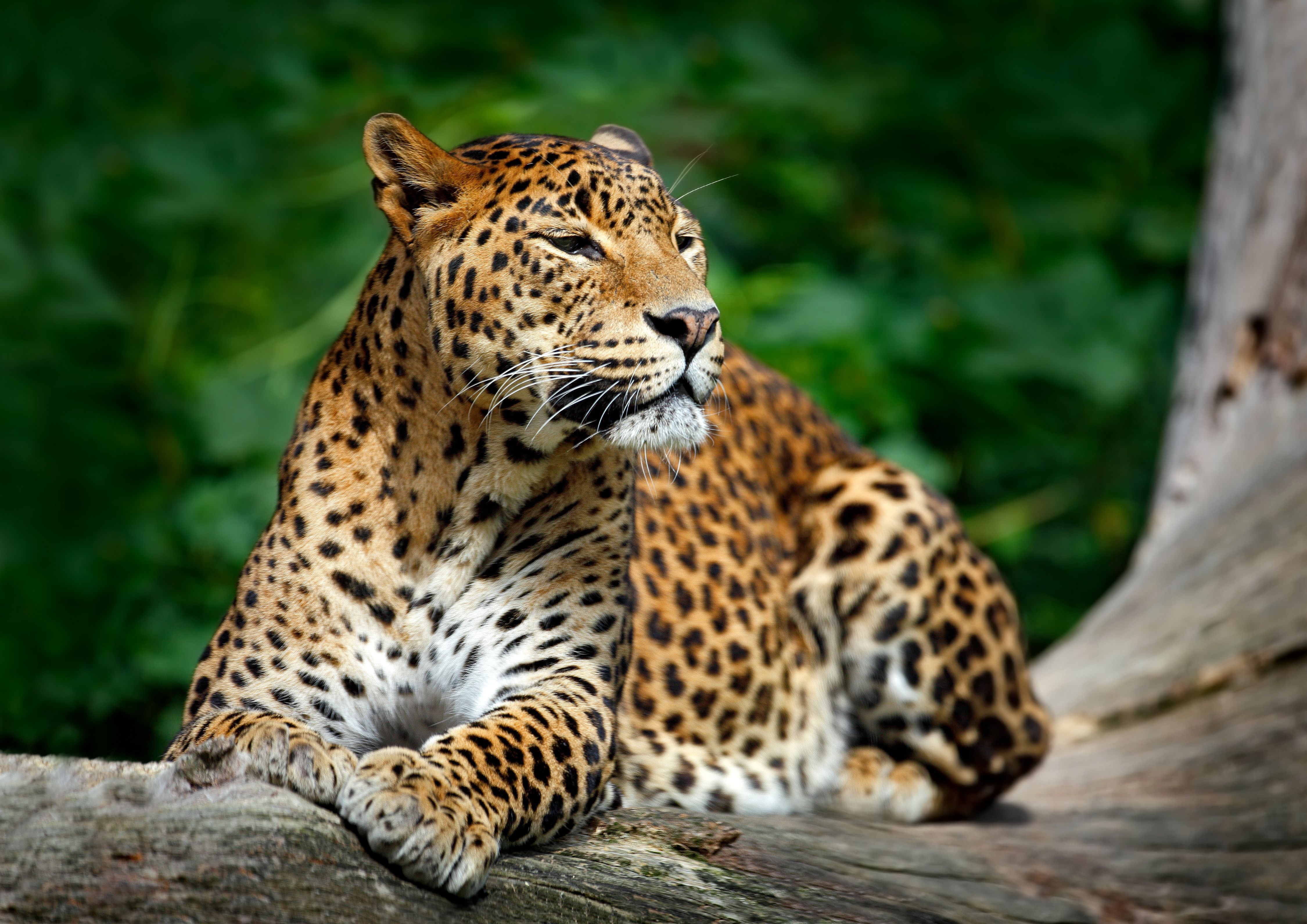 Leopardo su tronco, 4500x3184 UHD, PC 4K