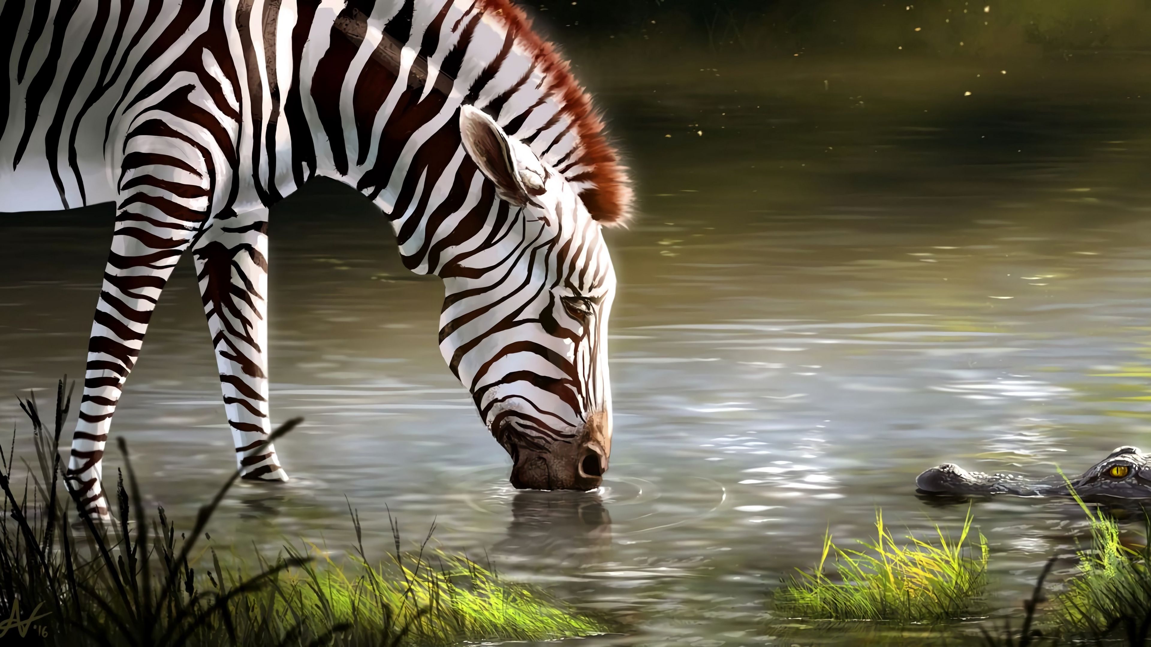 Zebra che beve al lago, 3840x2160 4K Ultra HD, Monitor 4K