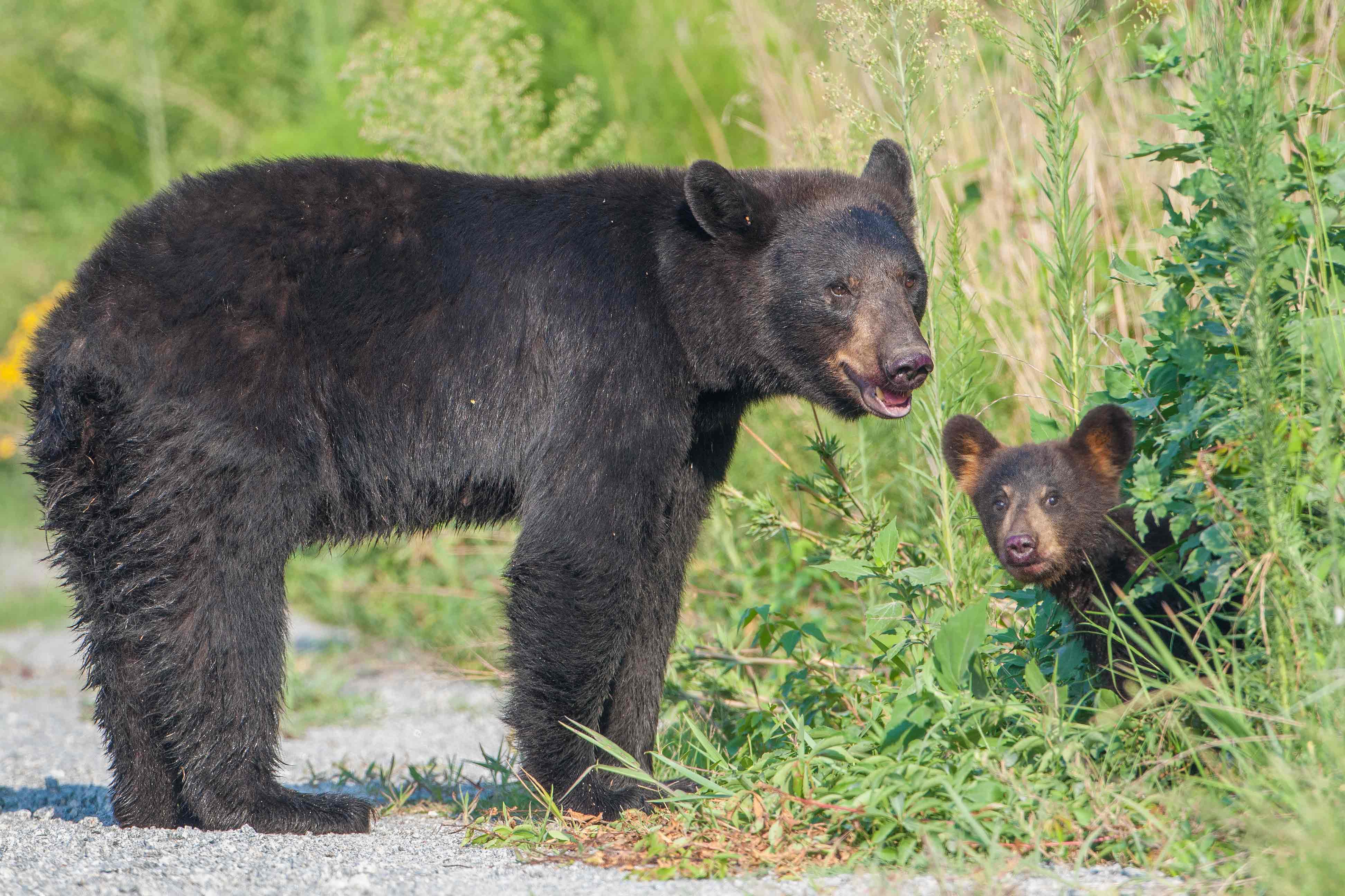 Orso nero con cucciolo, 3888x2592 Ultra HD, 4K TV