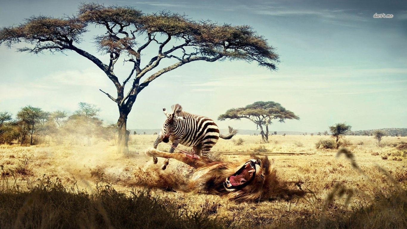 Zebra che salta leone savana, 1366x768 720p, PC