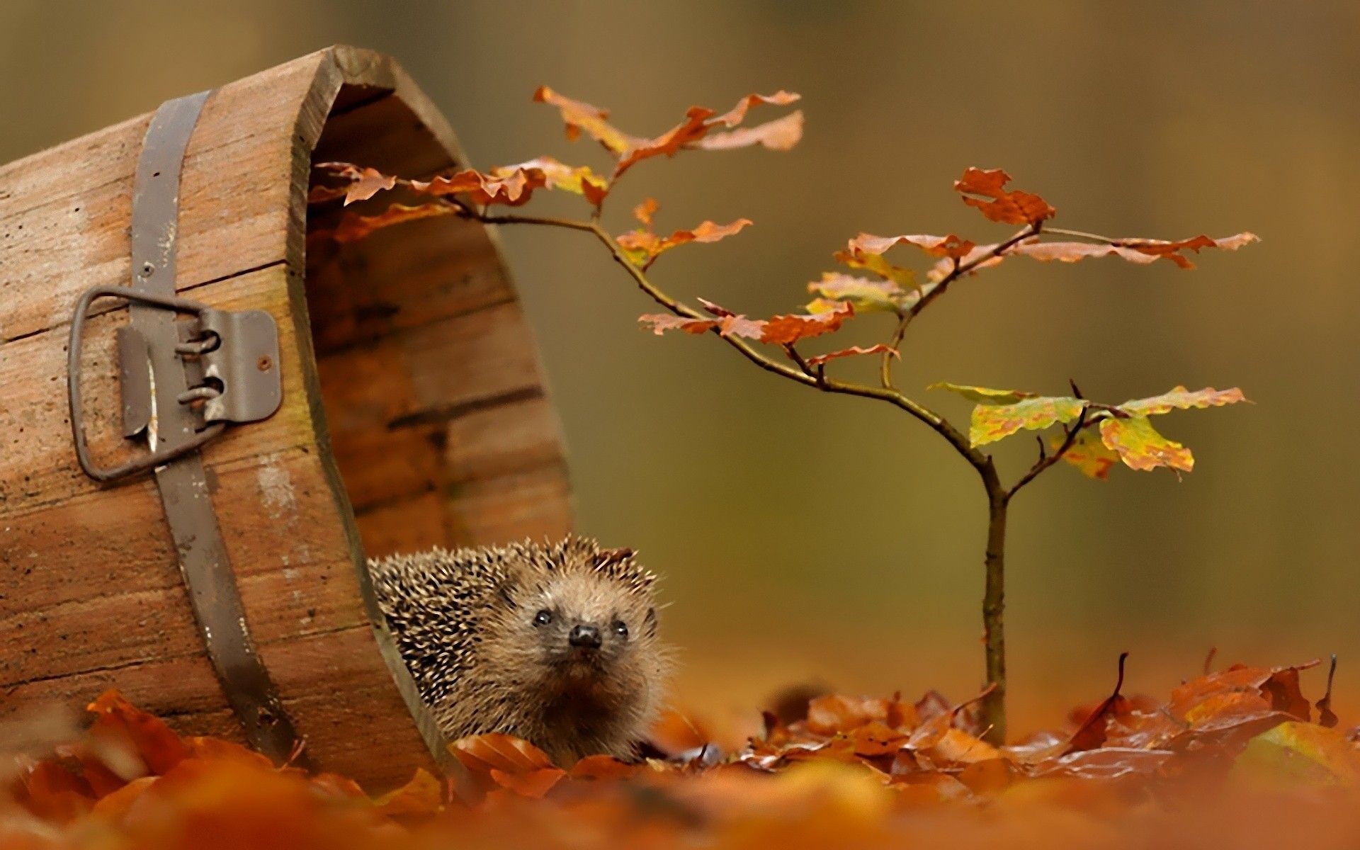 Riccio in botte autunnale, 1920x1200 Full HD+ WUXGA, PC