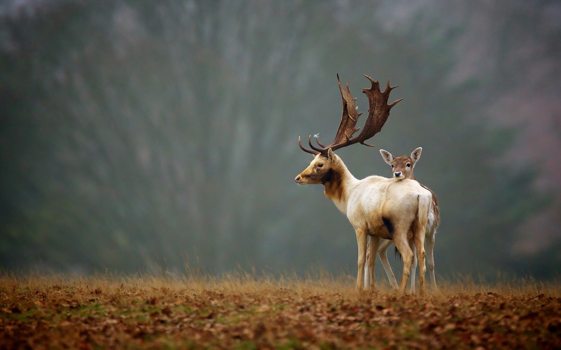 Cervi daini nel campo, 1920x1200 Full HD+ WUXGA, Laptop