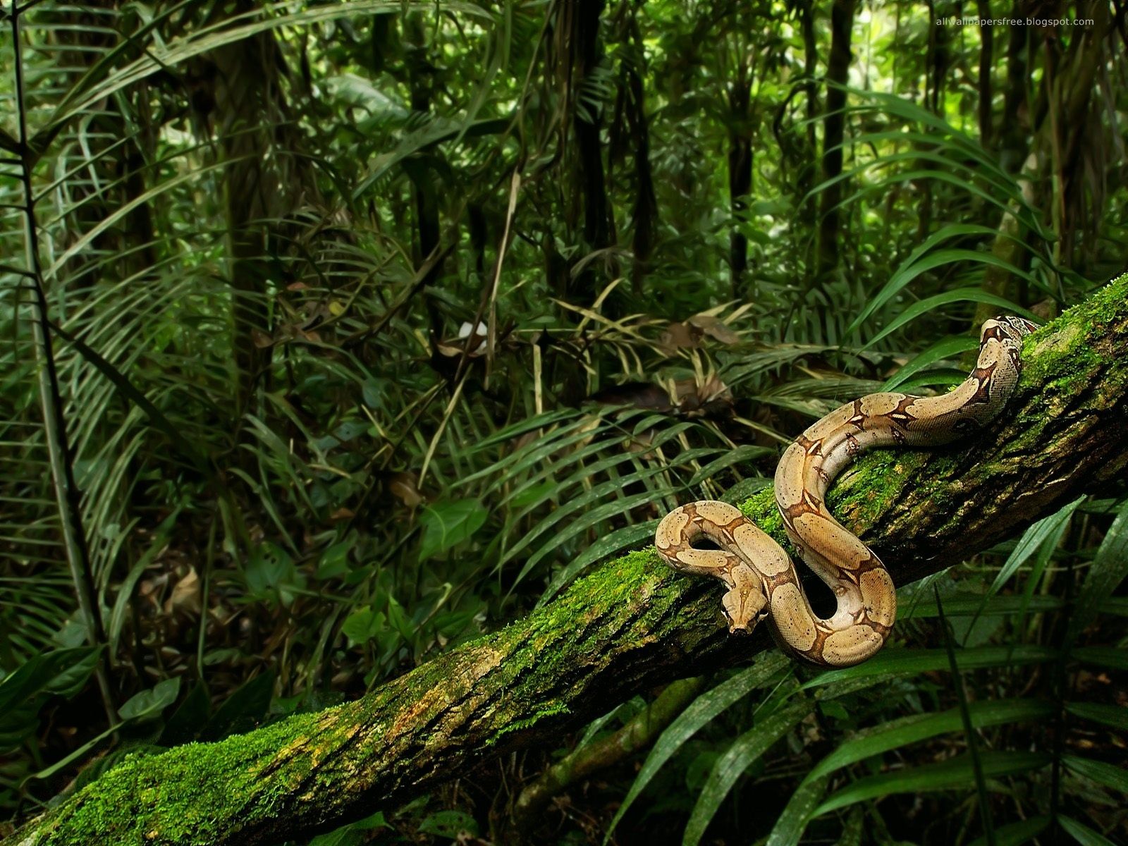 Serpente boa su ramo foresta, 1600x1200 HD, Desktop