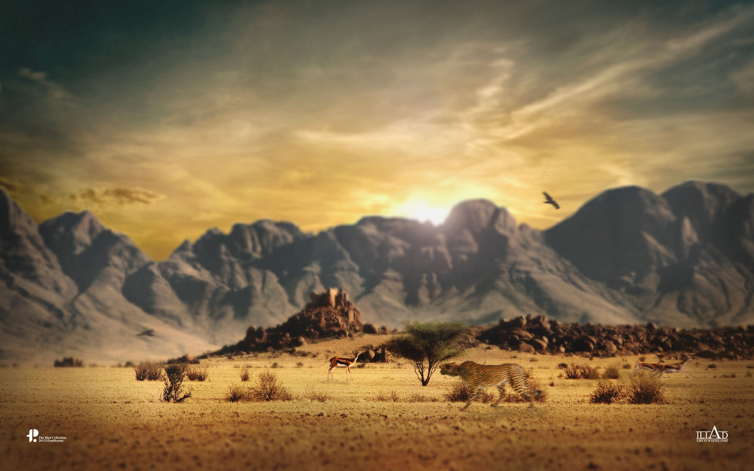 Leoni nel deserto al tramonto, 2560x1600 2K+, Desktop