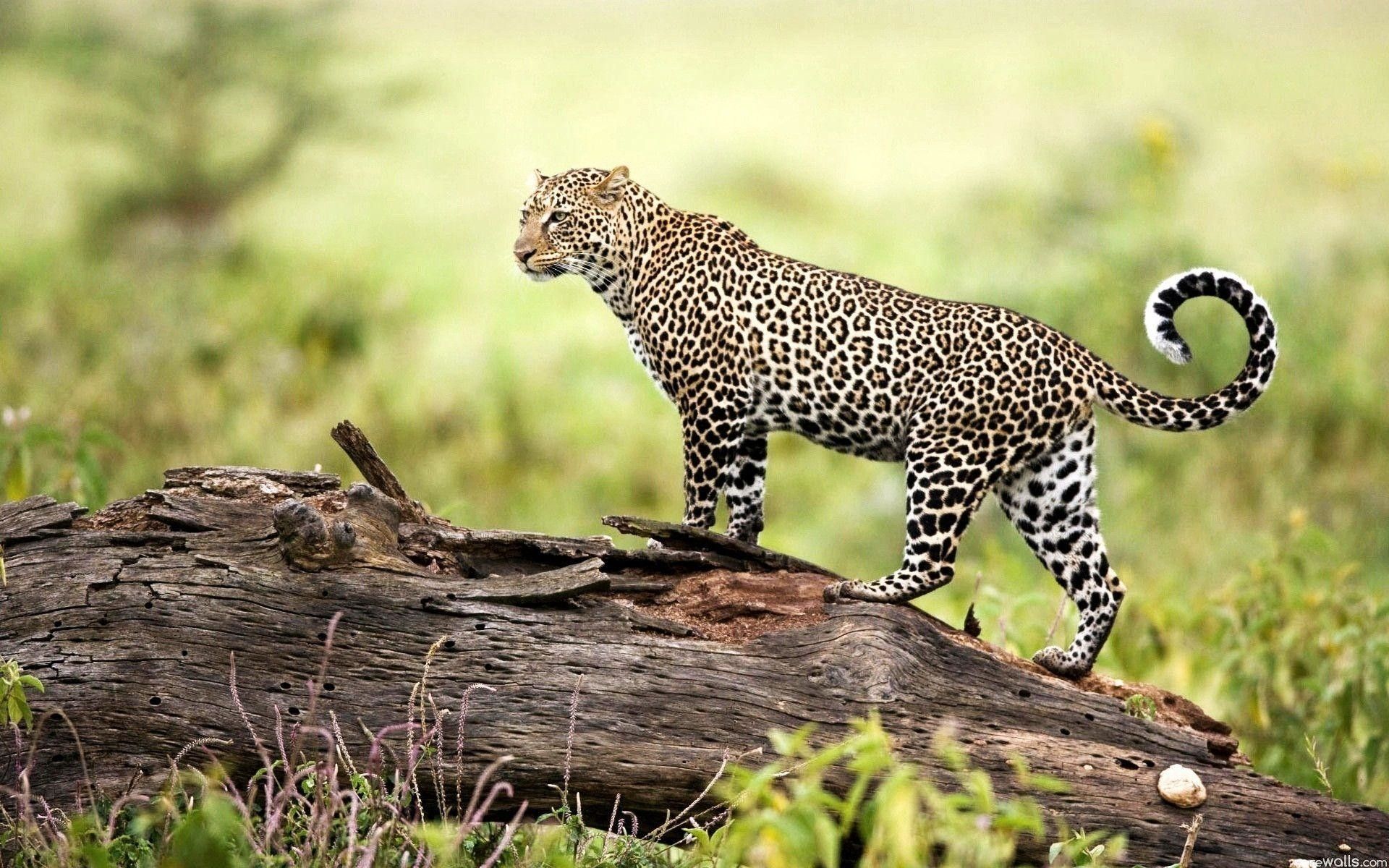 Leopardo su tronco, 1920x1200 Full HD+ WUXGA, Laptop
