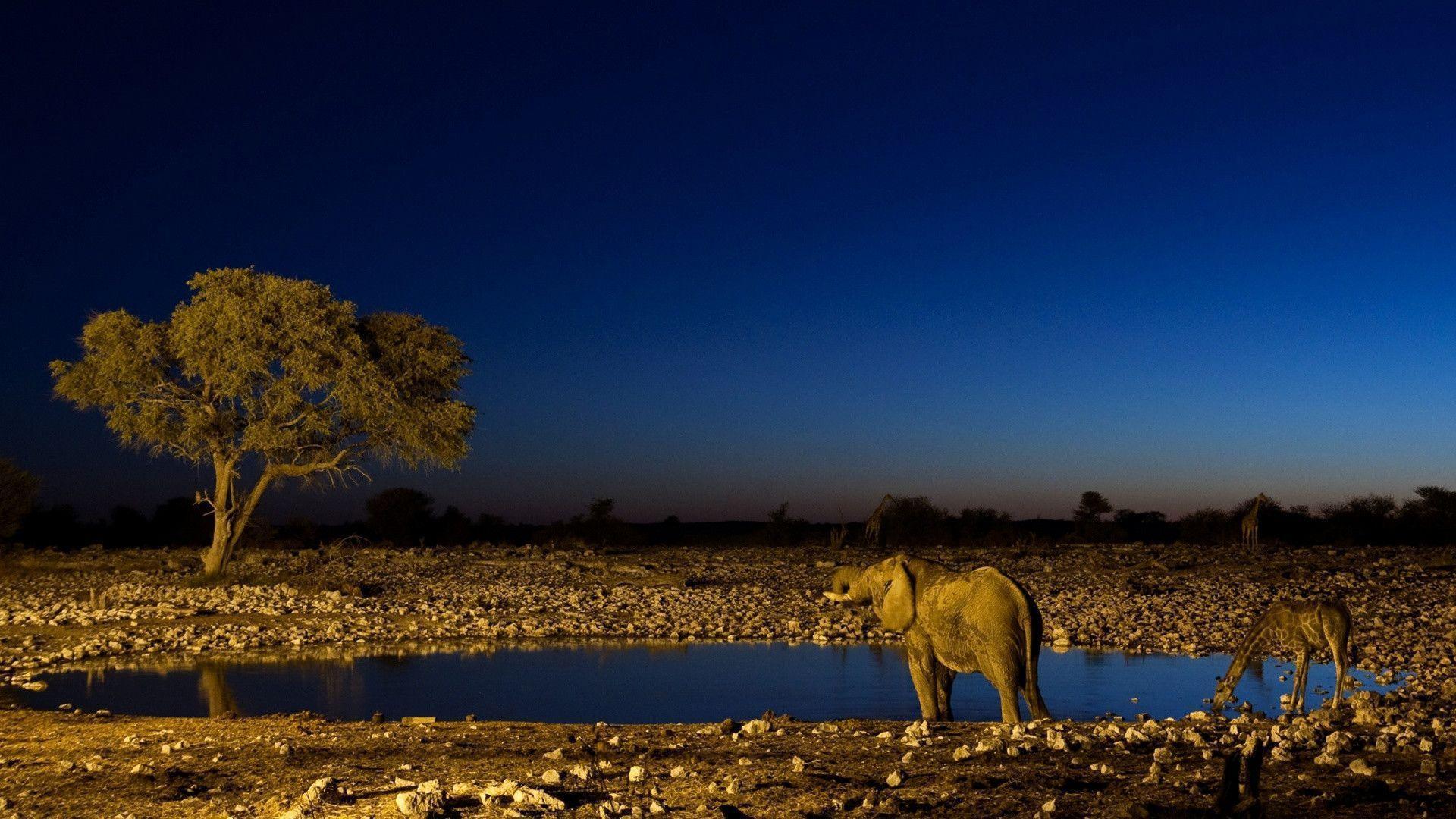 Elefante al abbeveratoio notturno, 1920x1080 Full HD, PC Desktop