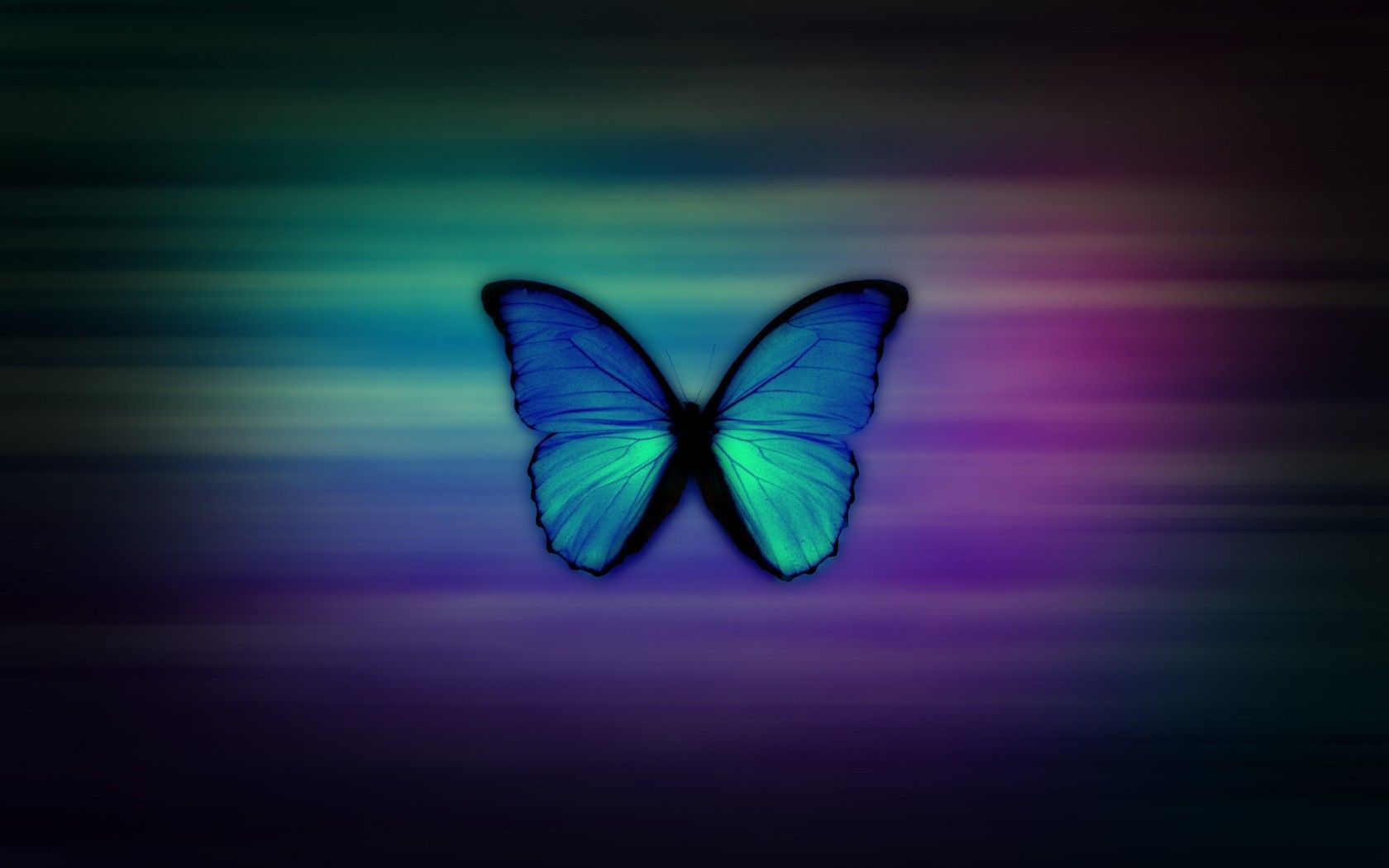 Farfalla blu su sfondo sfumato, 1680x1050 900p, PC