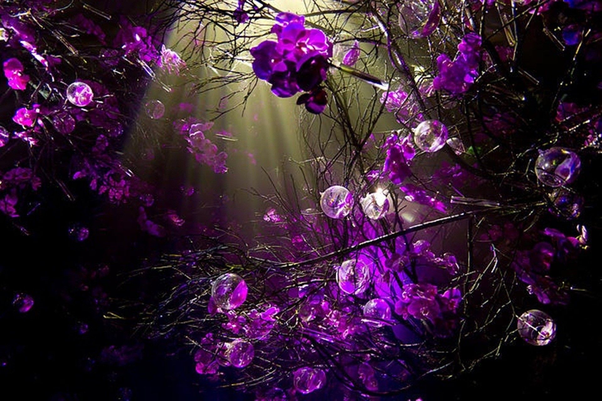 Fiori viola con gocce cristallo, 1920x1278 Full HD+ WUXGA, PC Desktop