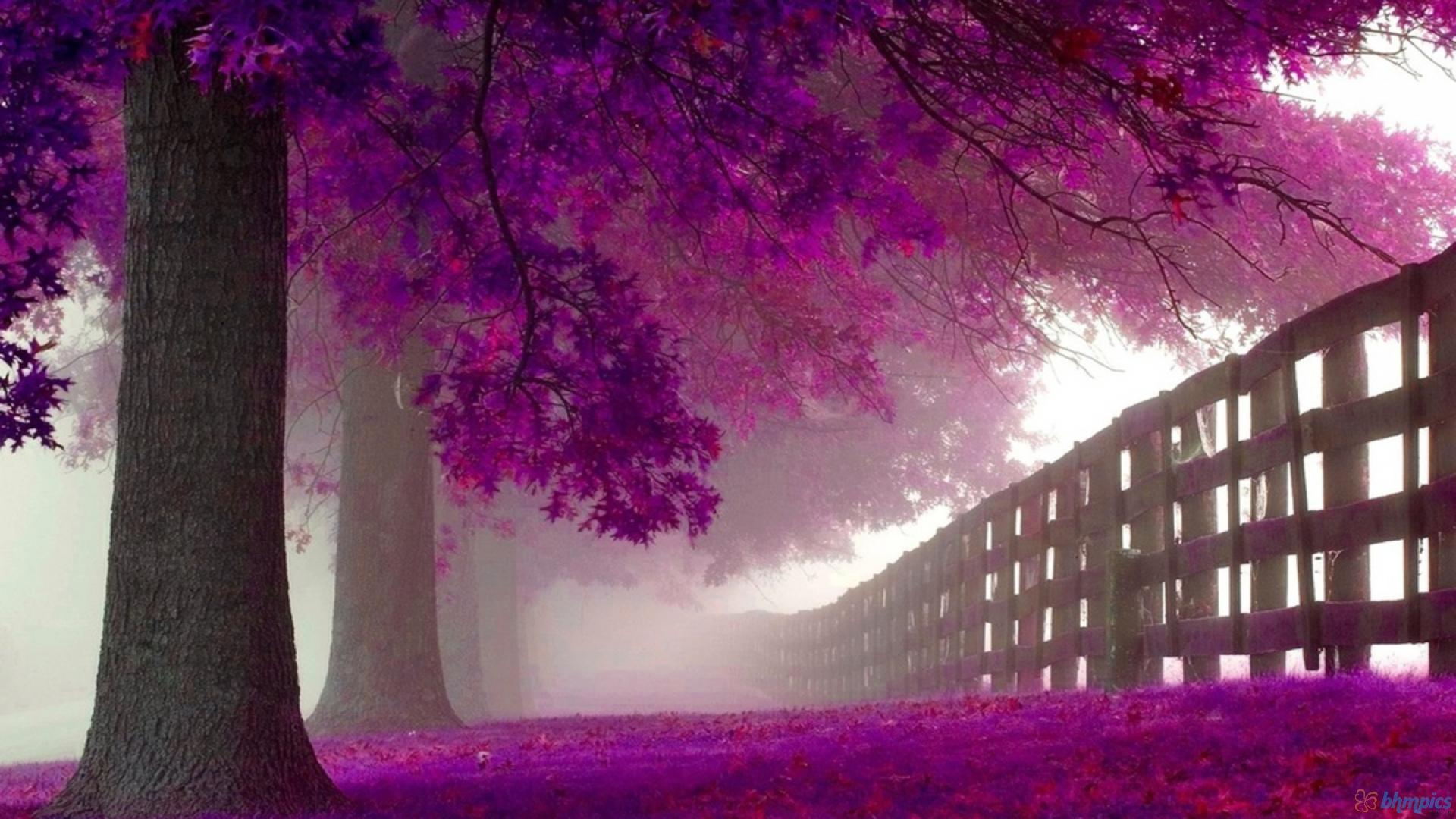 Albero viola con recinto, 1920x1080 1080p, Desktop