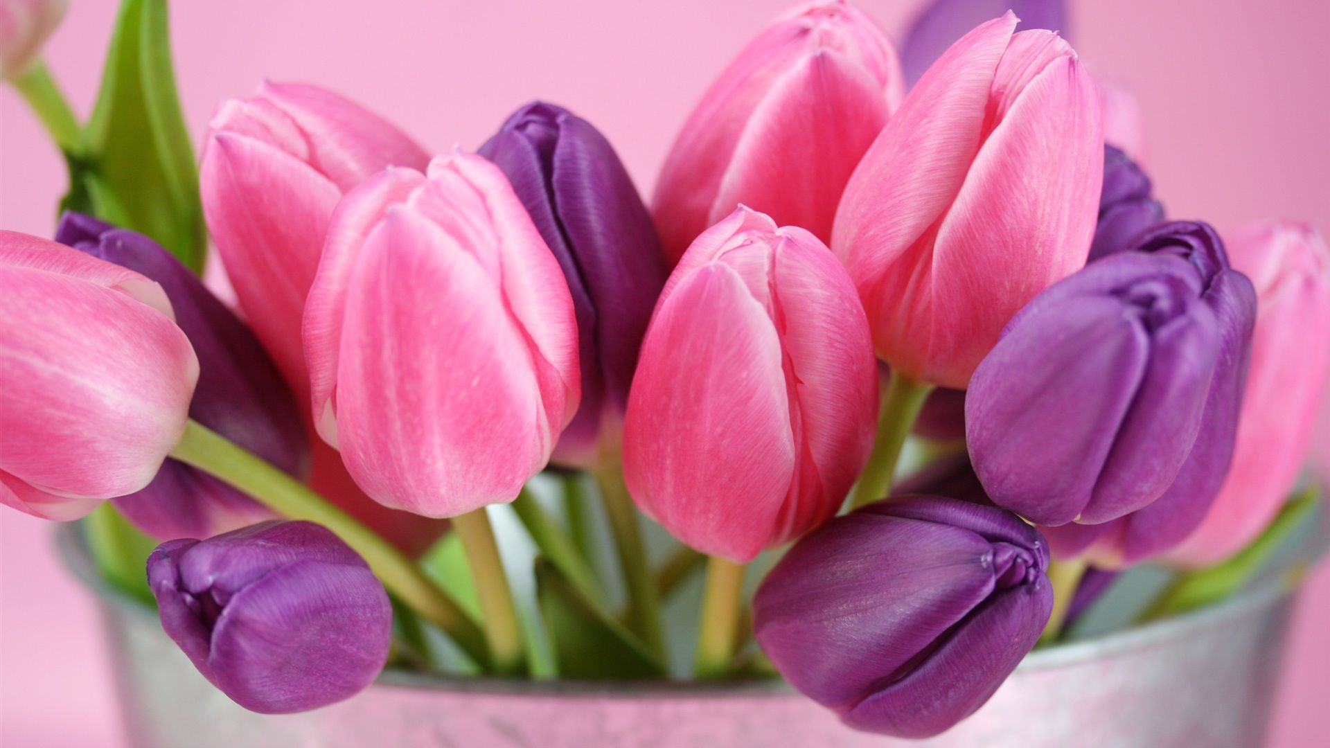 Tulipani rosa e viola, 1920x1080 1080p, PC
