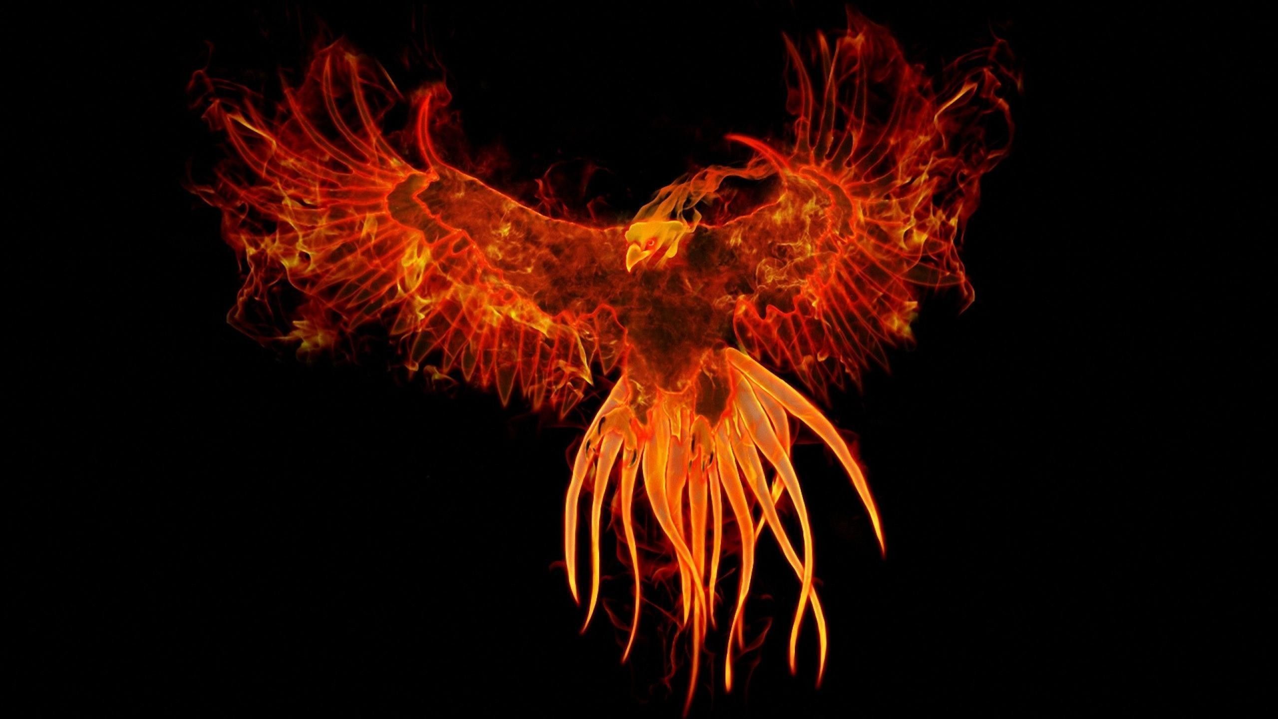 Fenice fiammeggiante sfondo nero, 2560x1440 2K QHD, ROG Asus Laptop