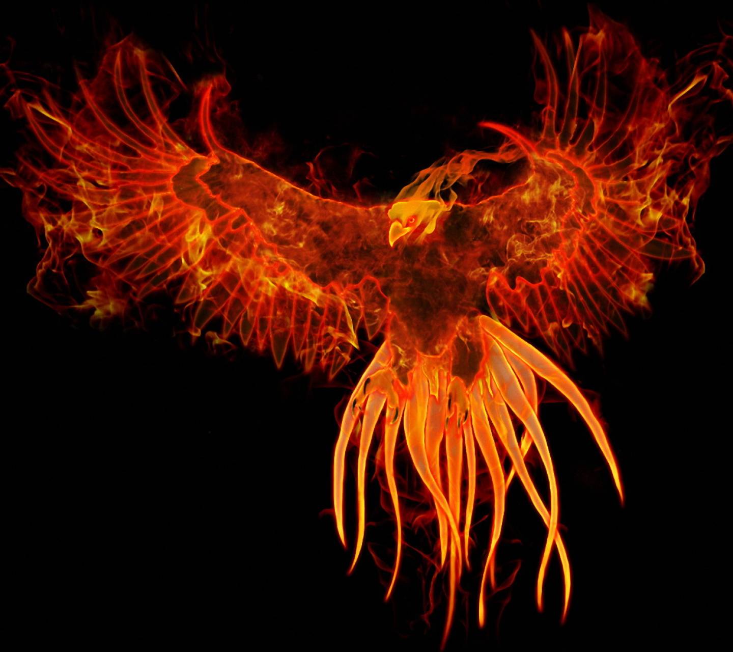Fenice di fuoco arancione, 1440x1280 HD, Desktop