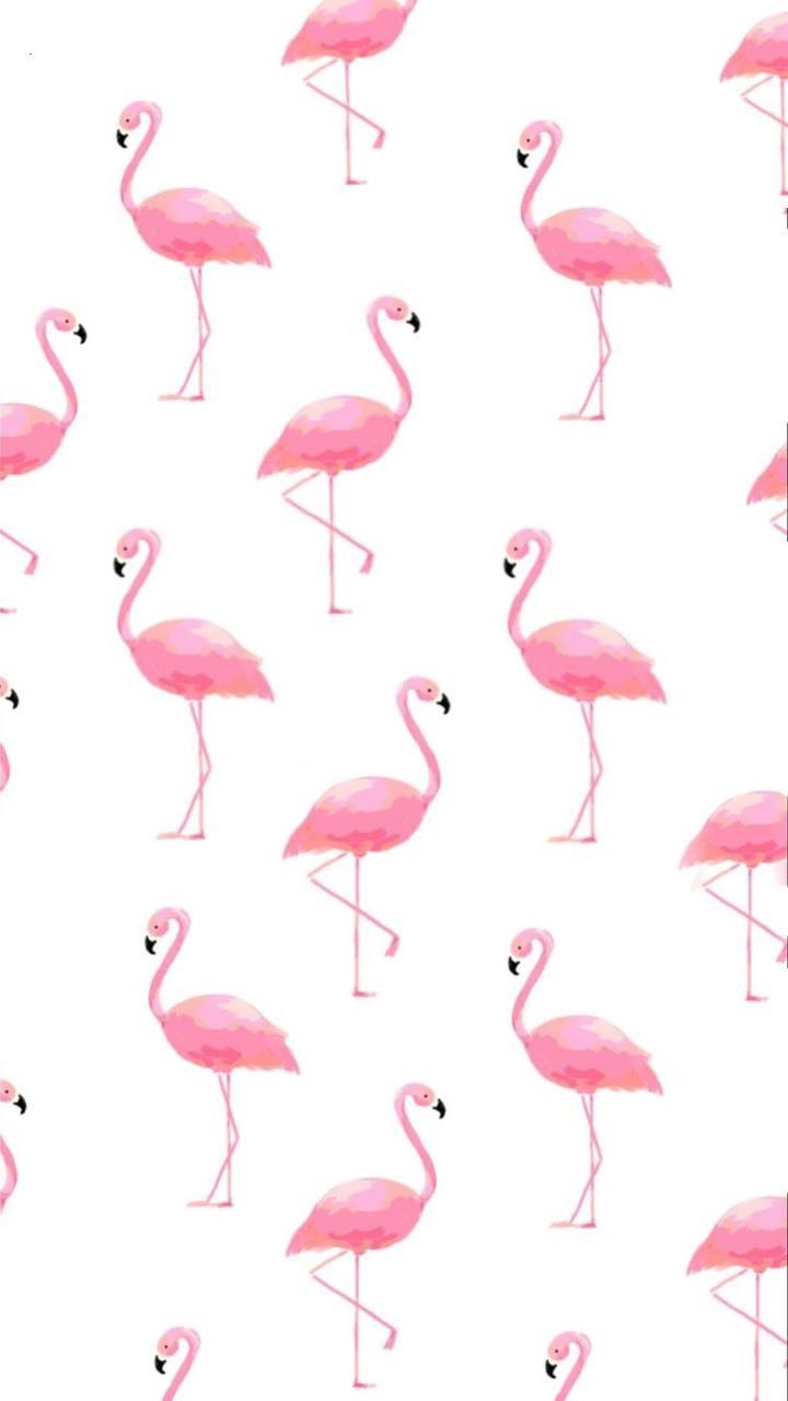 Fenicotteri rosa pattern bianco, 720x1280 Full HD Verticale, iPhone