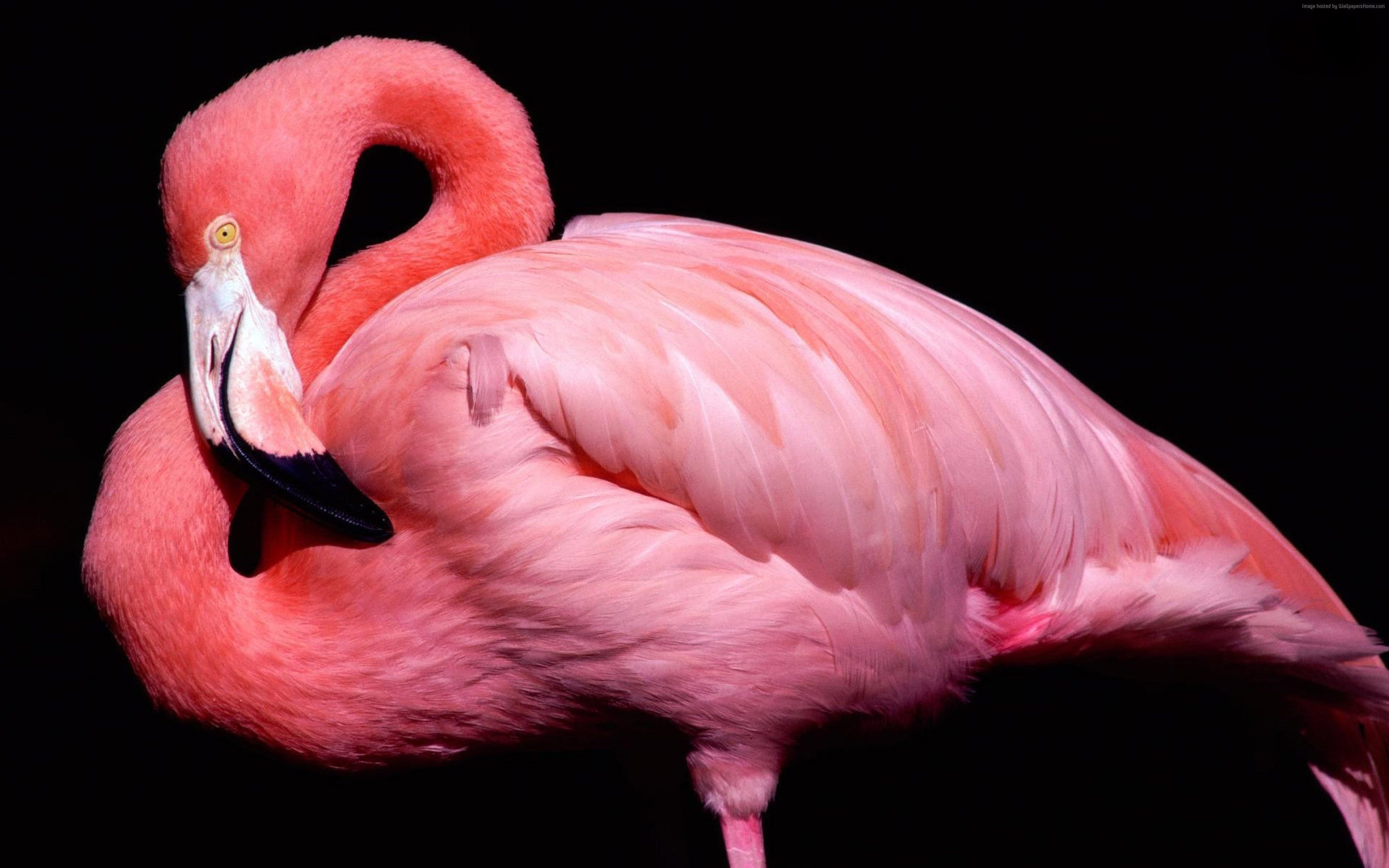 Fenicottero rosa sfondo nero, 3840x2400 UHD, PC 4K