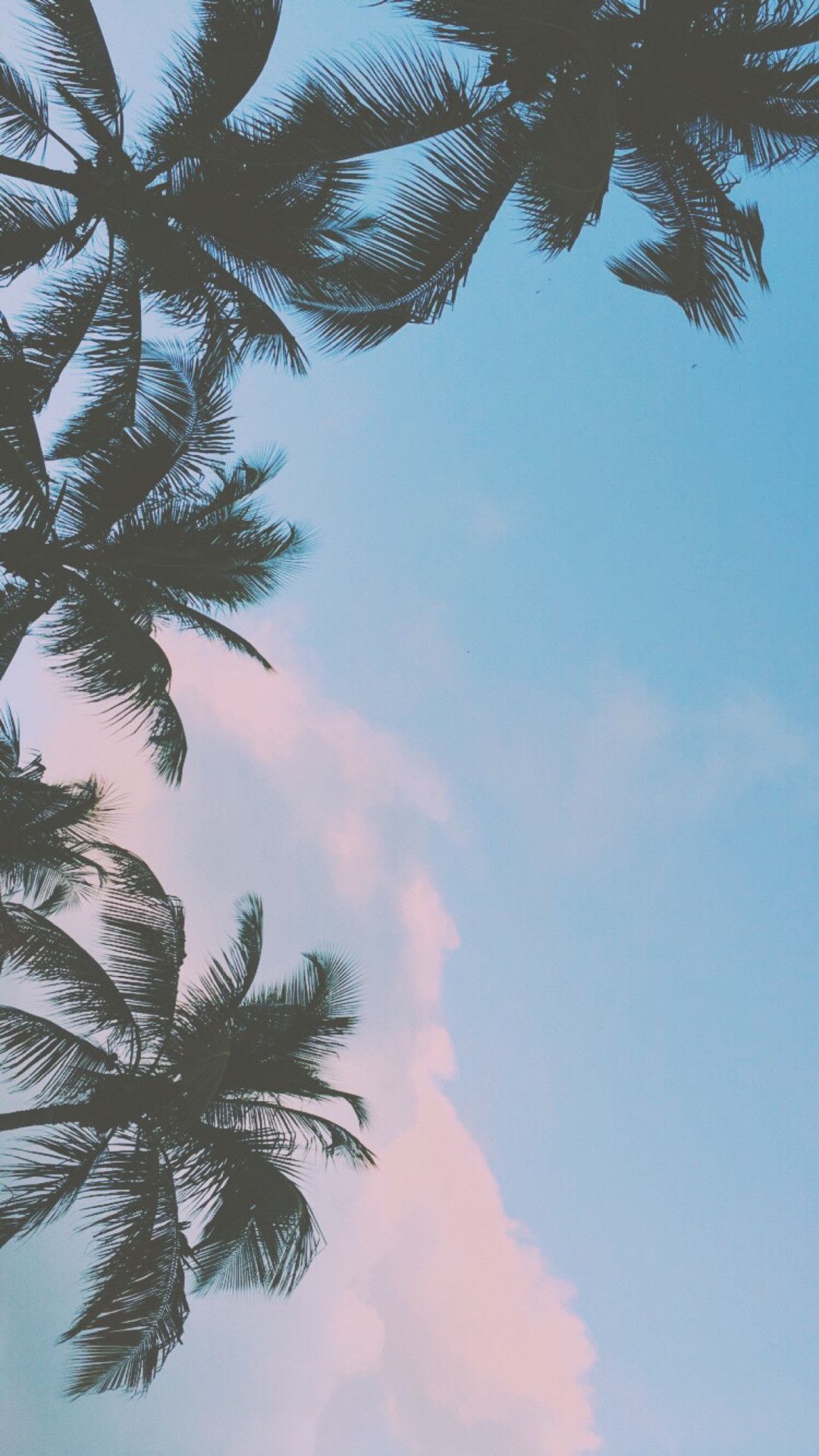 Palme contro cielo azzurro, 1080x1920 Full HD Verticale, Smartphone