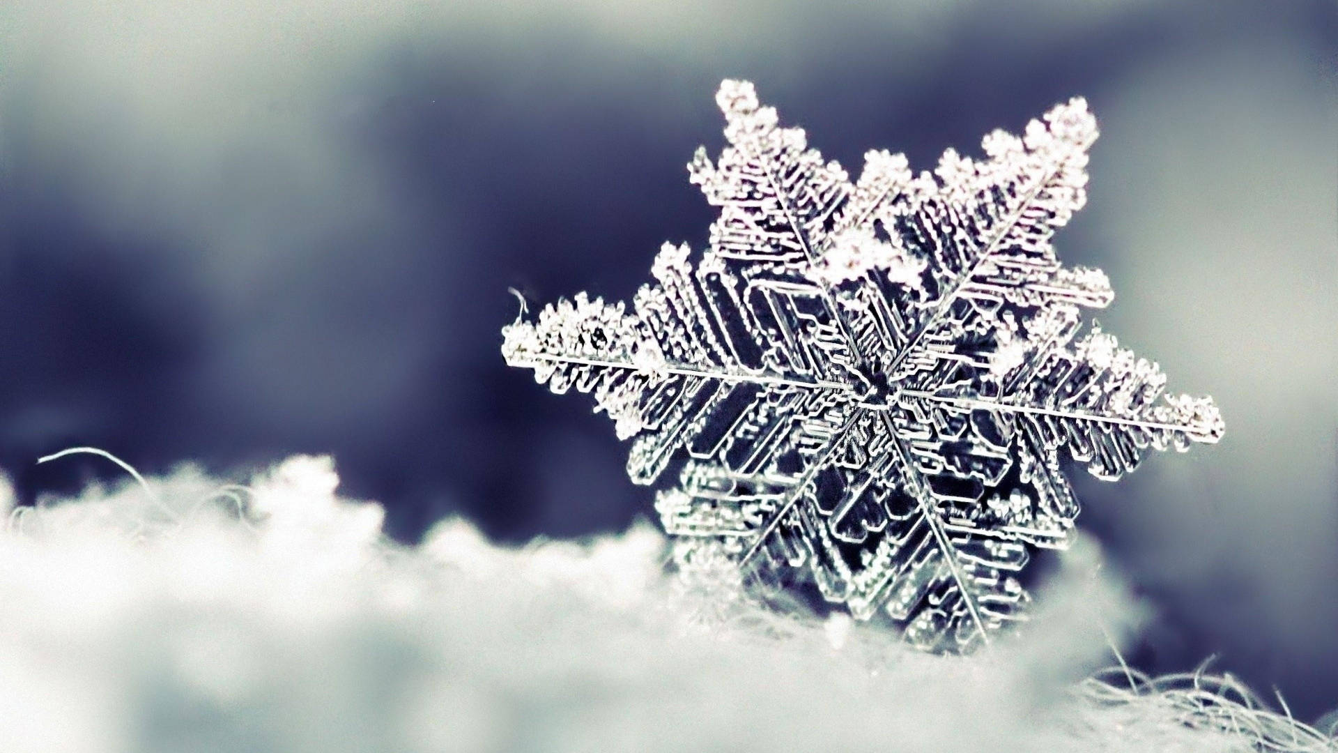 Fiocco di neve macro su pelliccia, 1920x1080 Full HD 1080p, Desktop