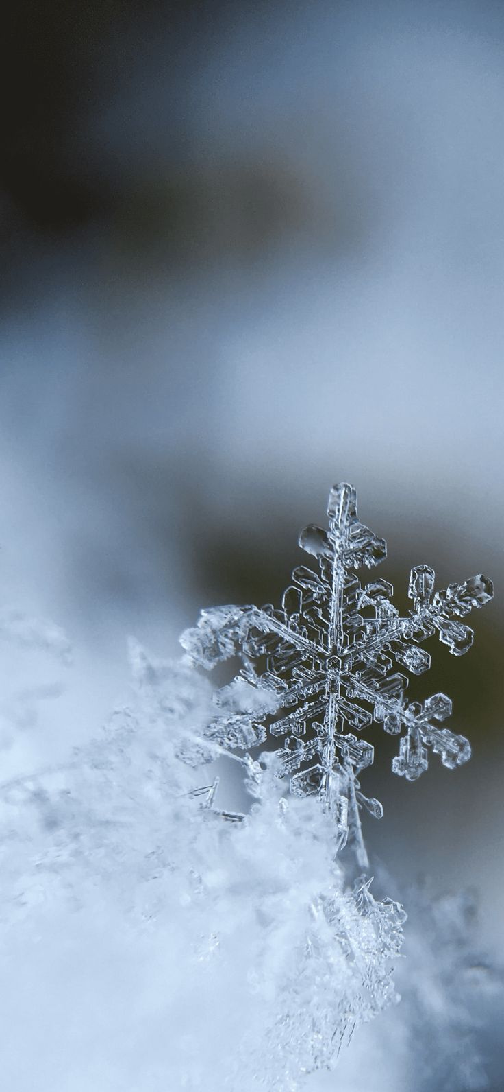 Fiocco di neve su ghiaccio, 736x1592 Verticale, Telefono