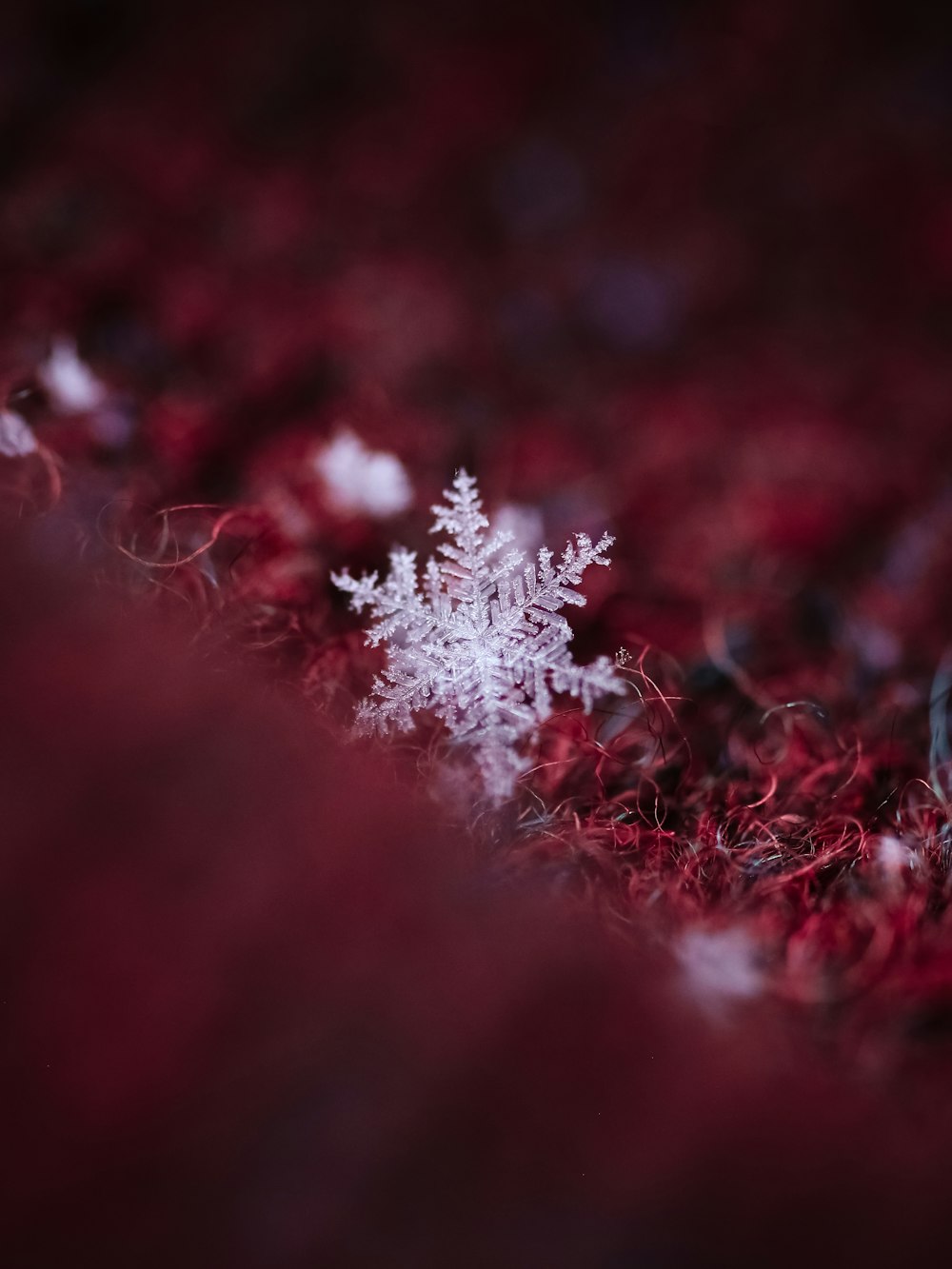 Fiocco di neve su tessuto rosso, 1000x1333 Verticale, POCO