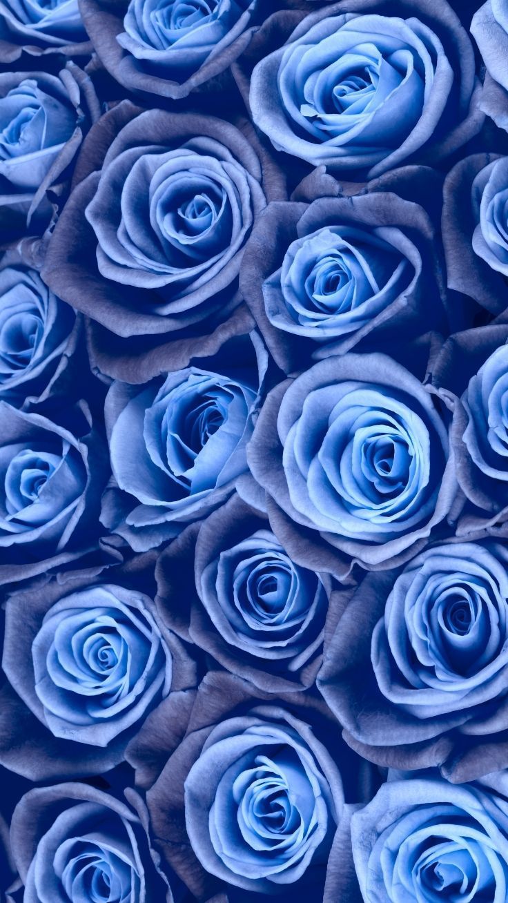 Rose blu vintage fitte, 736x1308 Verticale, Telefono