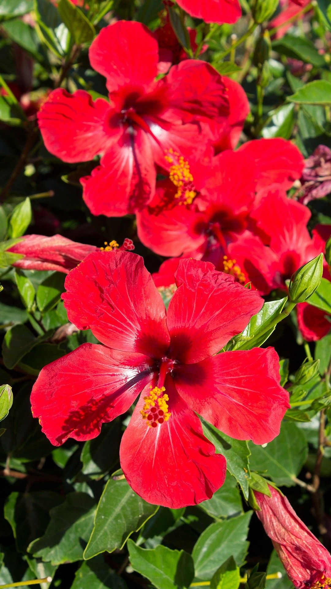 Fiori di ibisco rossi, 1080x1920 Verticale, Mobile