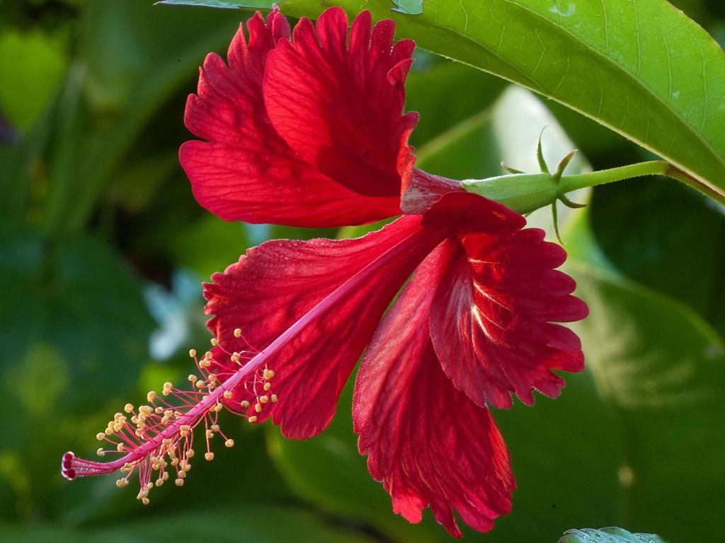 Fiore di ibisco rosso, 1024x768 HD, iMac