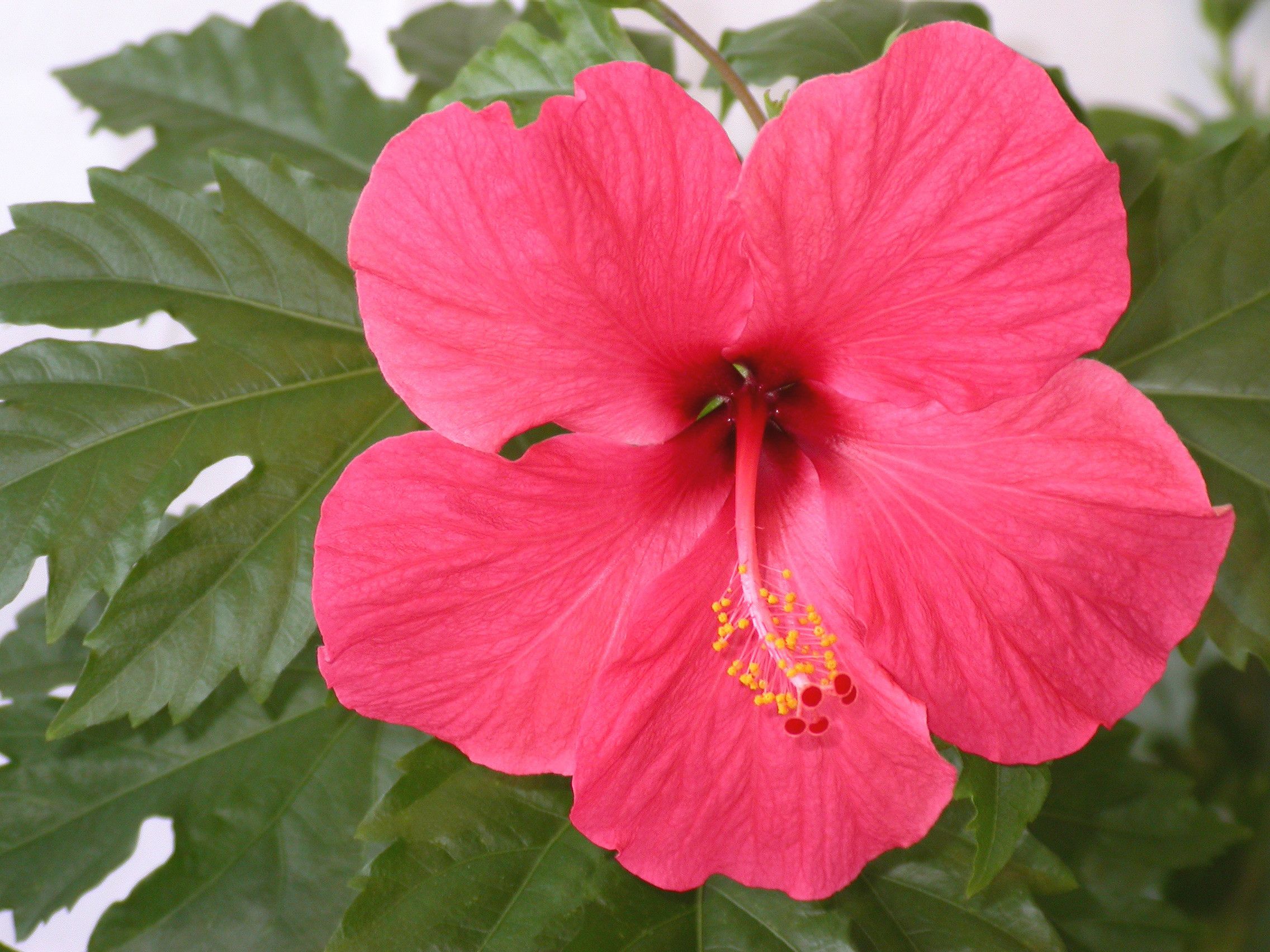 Fiore di ibisco rosa, 2272x1704 2K, Desktop