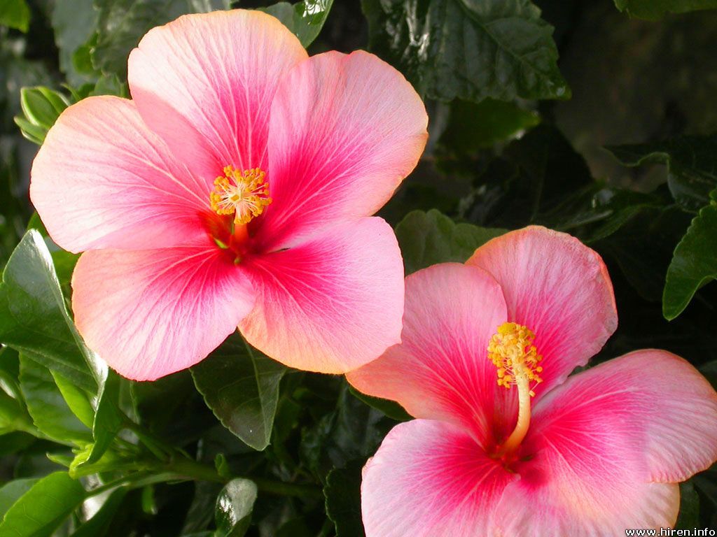 Fiori di ibisco rosa, 1024x768 HD, PC