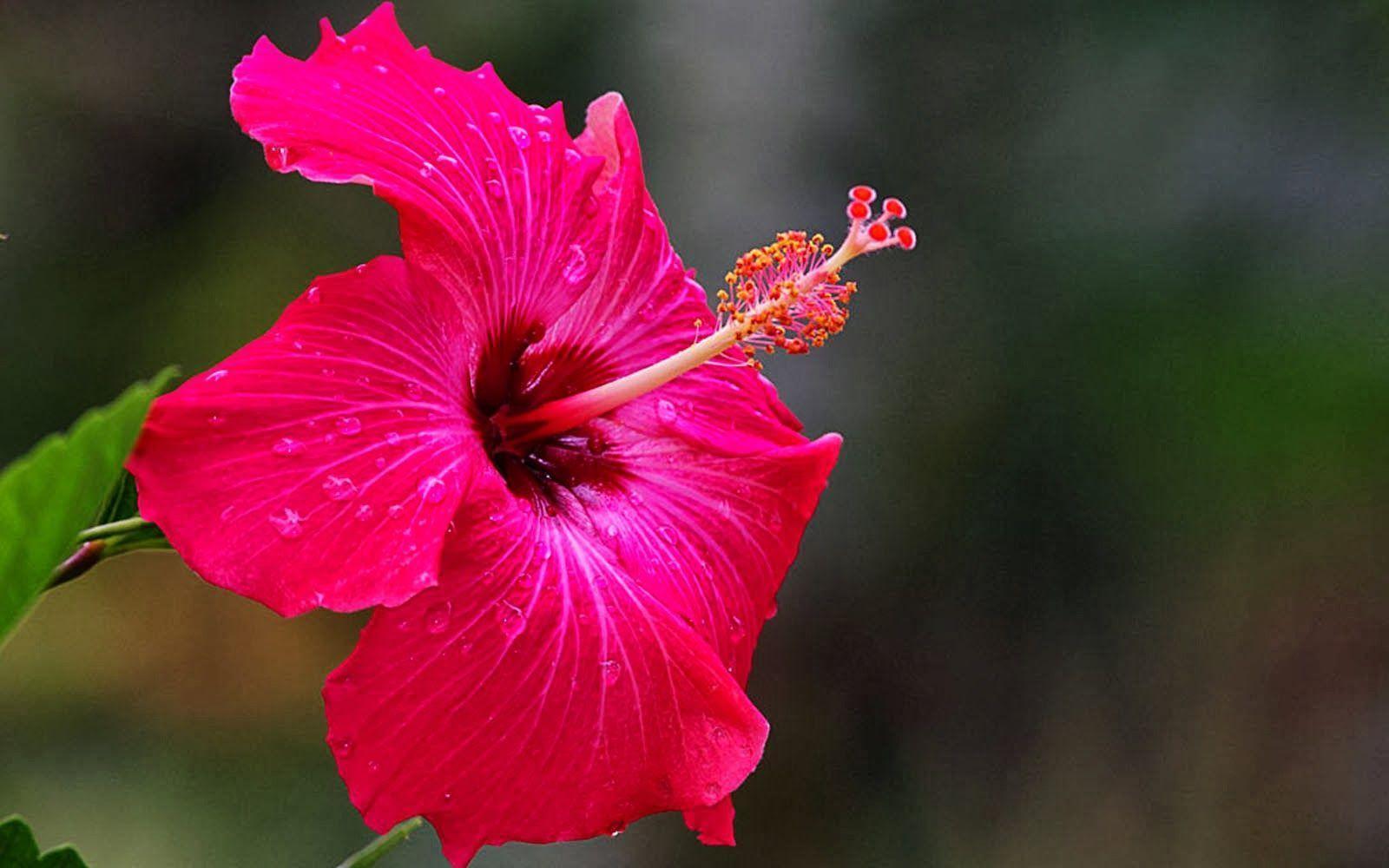 Fiore di ibisco rosa, 1600x1000 HD Ready, Desktop
