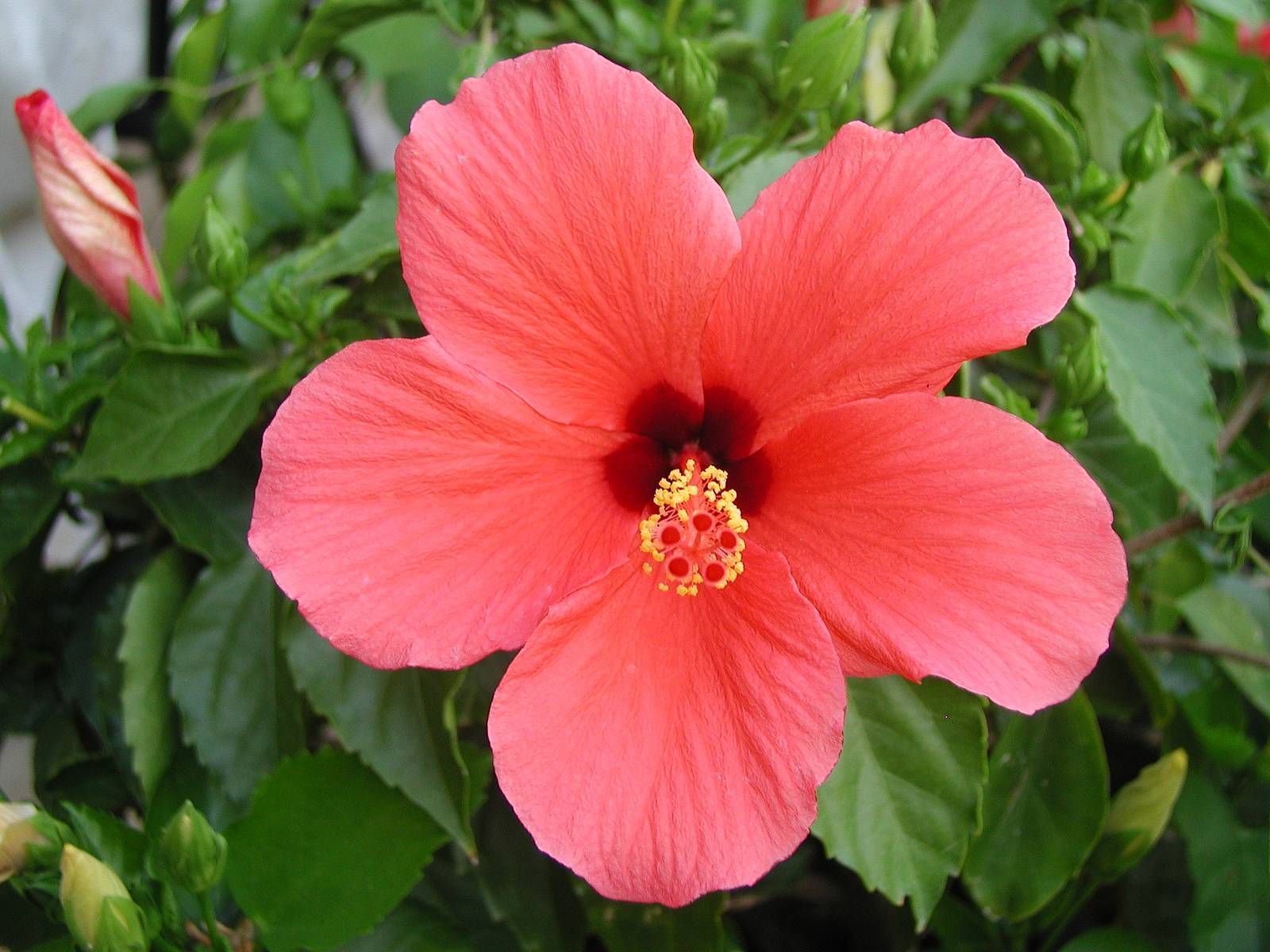 Fiore di ibisco rosa, 1600x1200 HD, Laptop