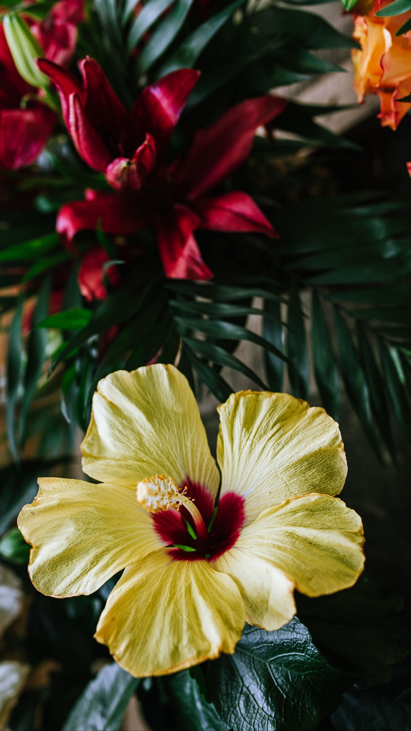 Fiore ibisco giallo tropicale, 1440x2560 Verticale, Samsung Galaxy