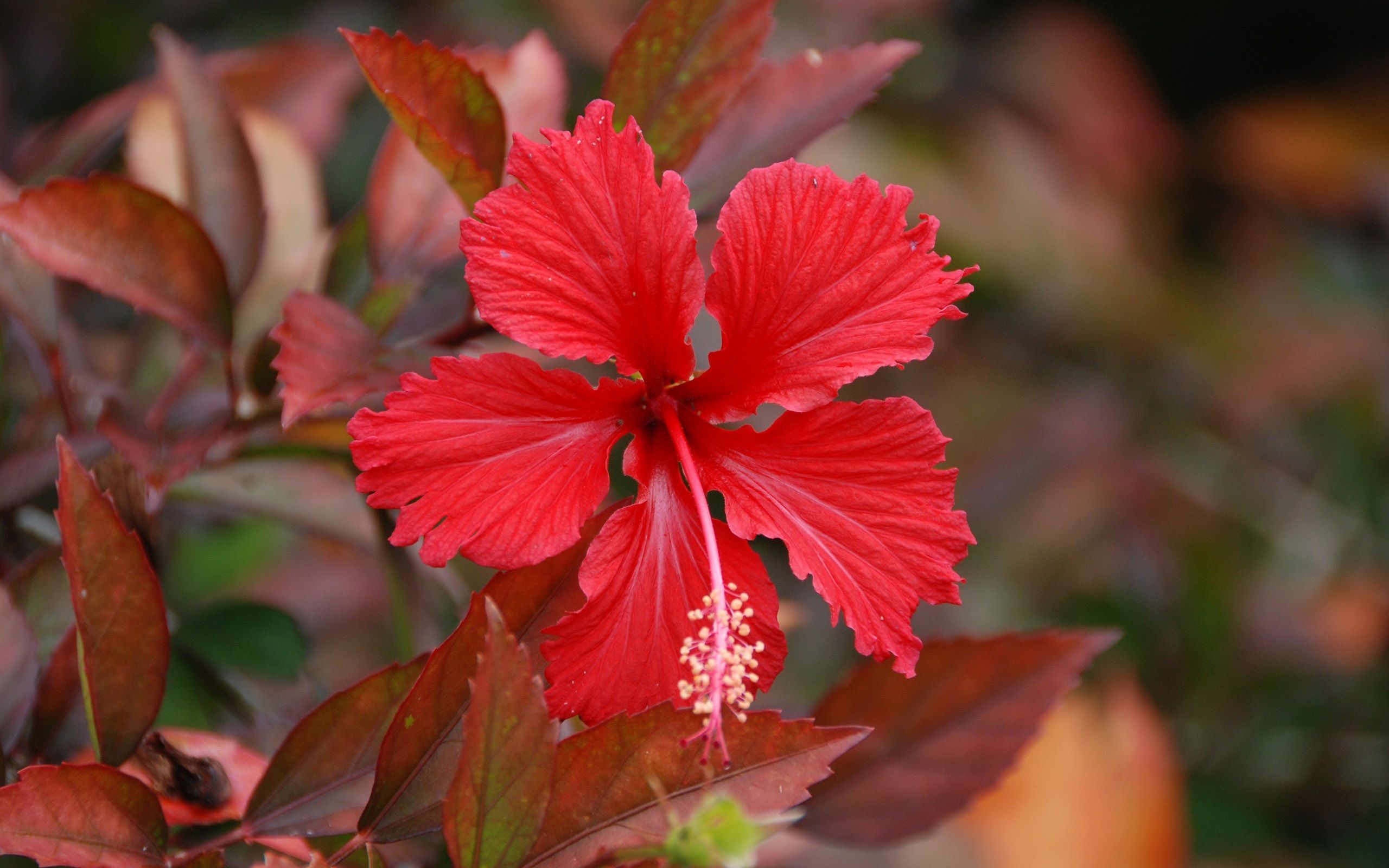 Fiore di ibisco rosso, 2560x1600 2K, PC