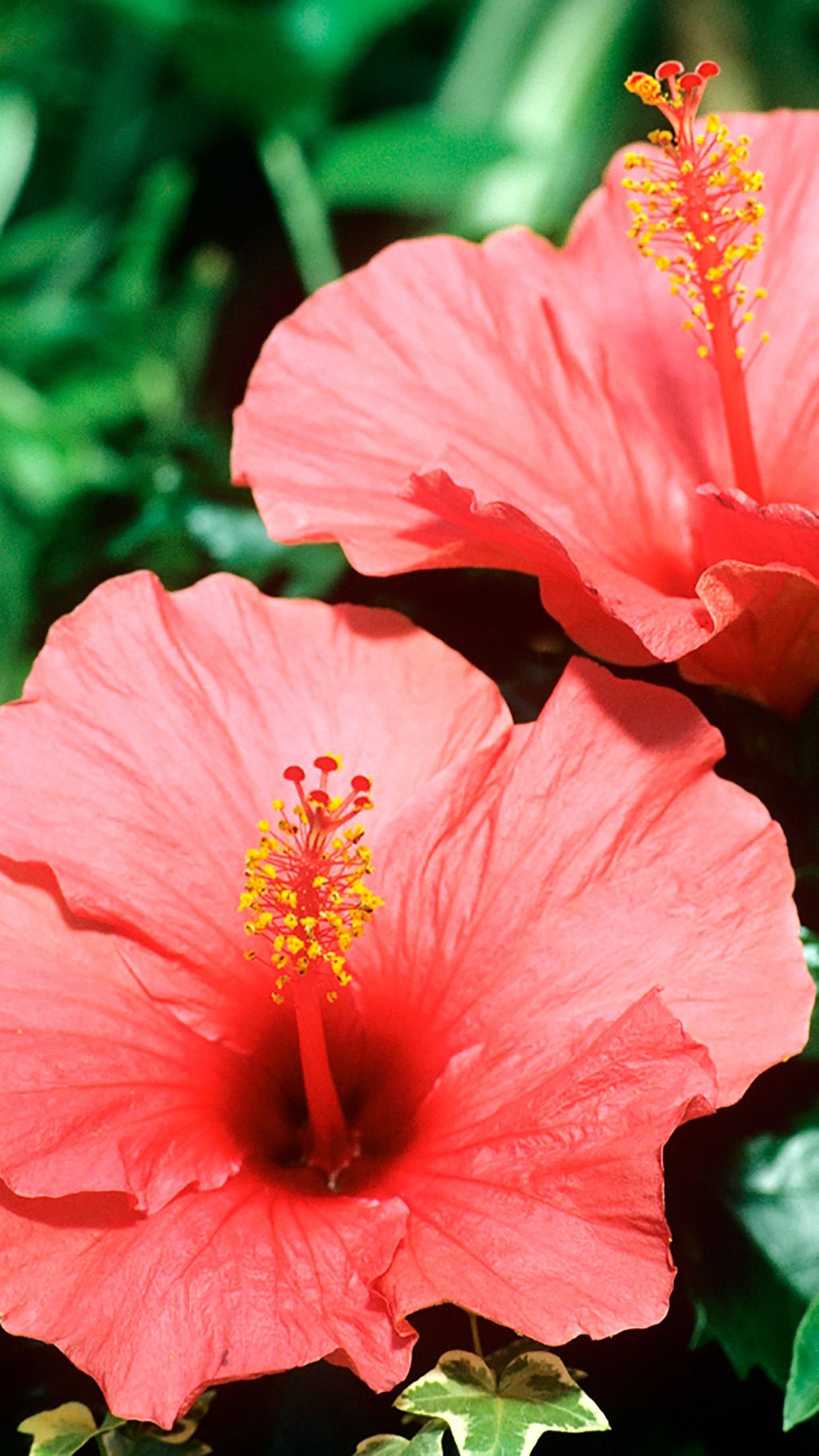 Fiori di ibisco rosa, 1243x2208 Full HD Verticale, Smartphone